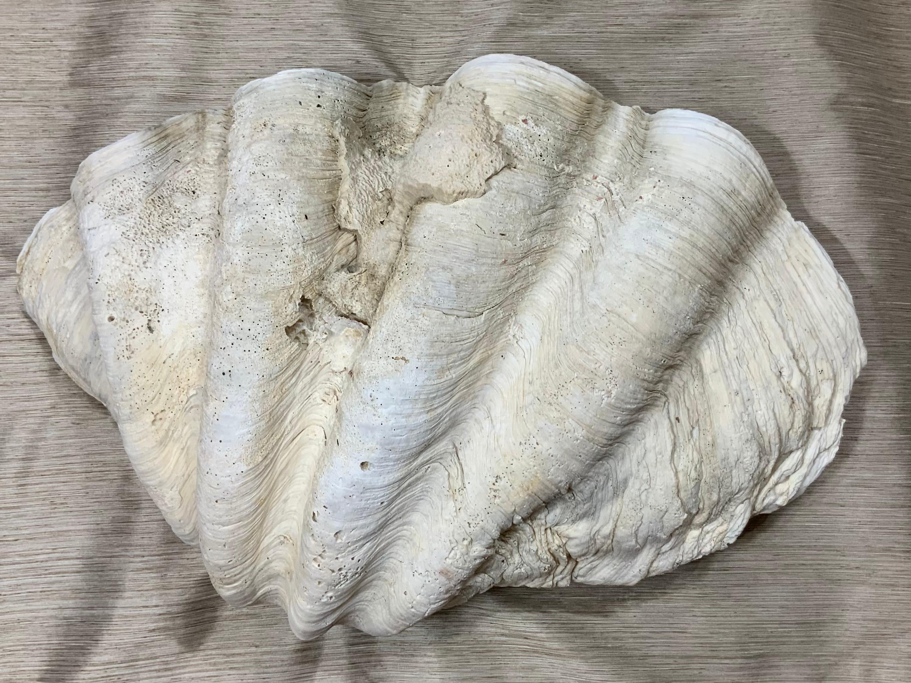 Beautiful large Pacific clam shell, very professionally clean and ready for display. Exceptional natural object of art for display.