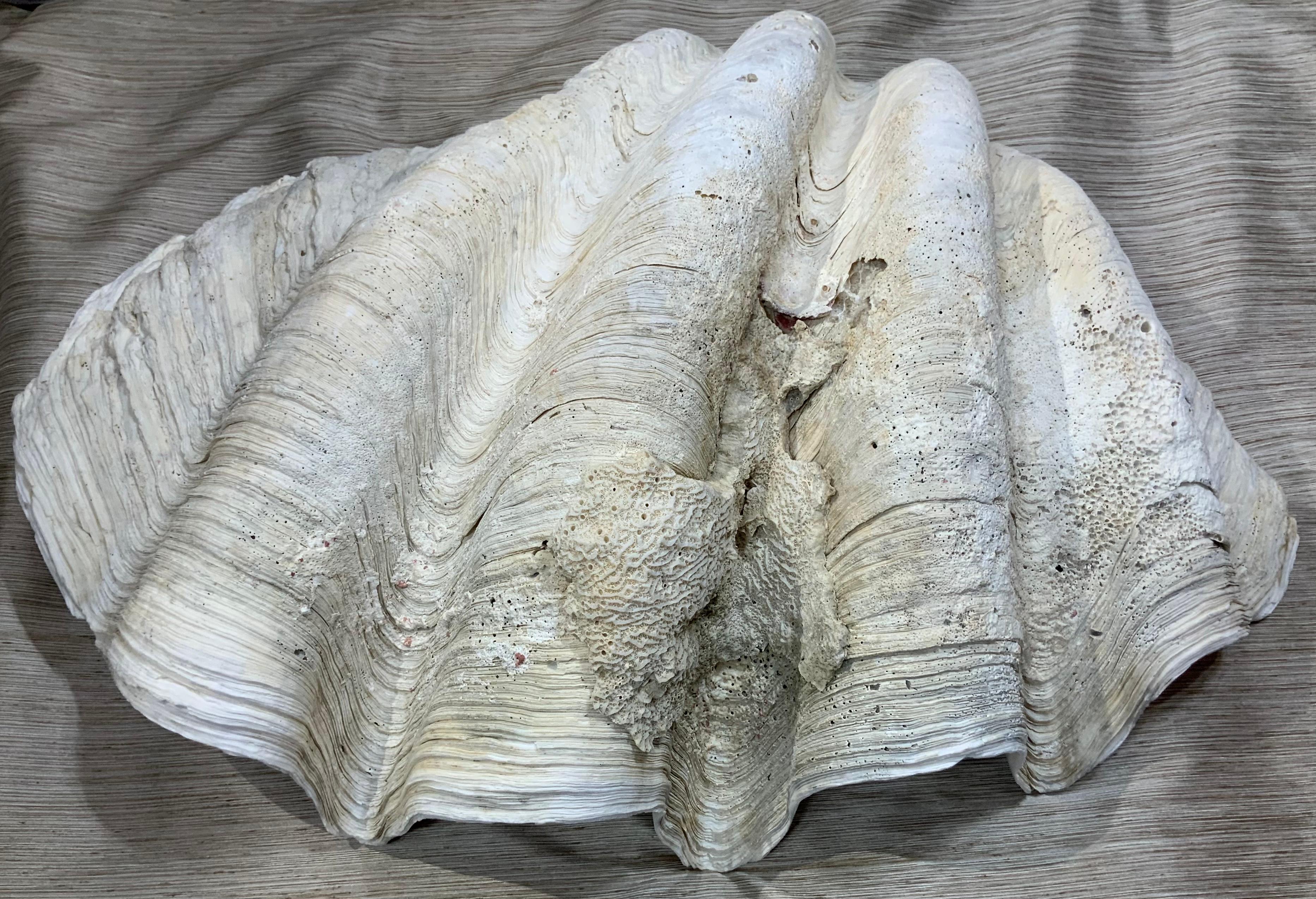 Large Tridacna  Gigas  Clam Shell In Good Condition In Delray Beach, FL