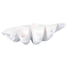 Große Tridacna Gigas Muschelschale