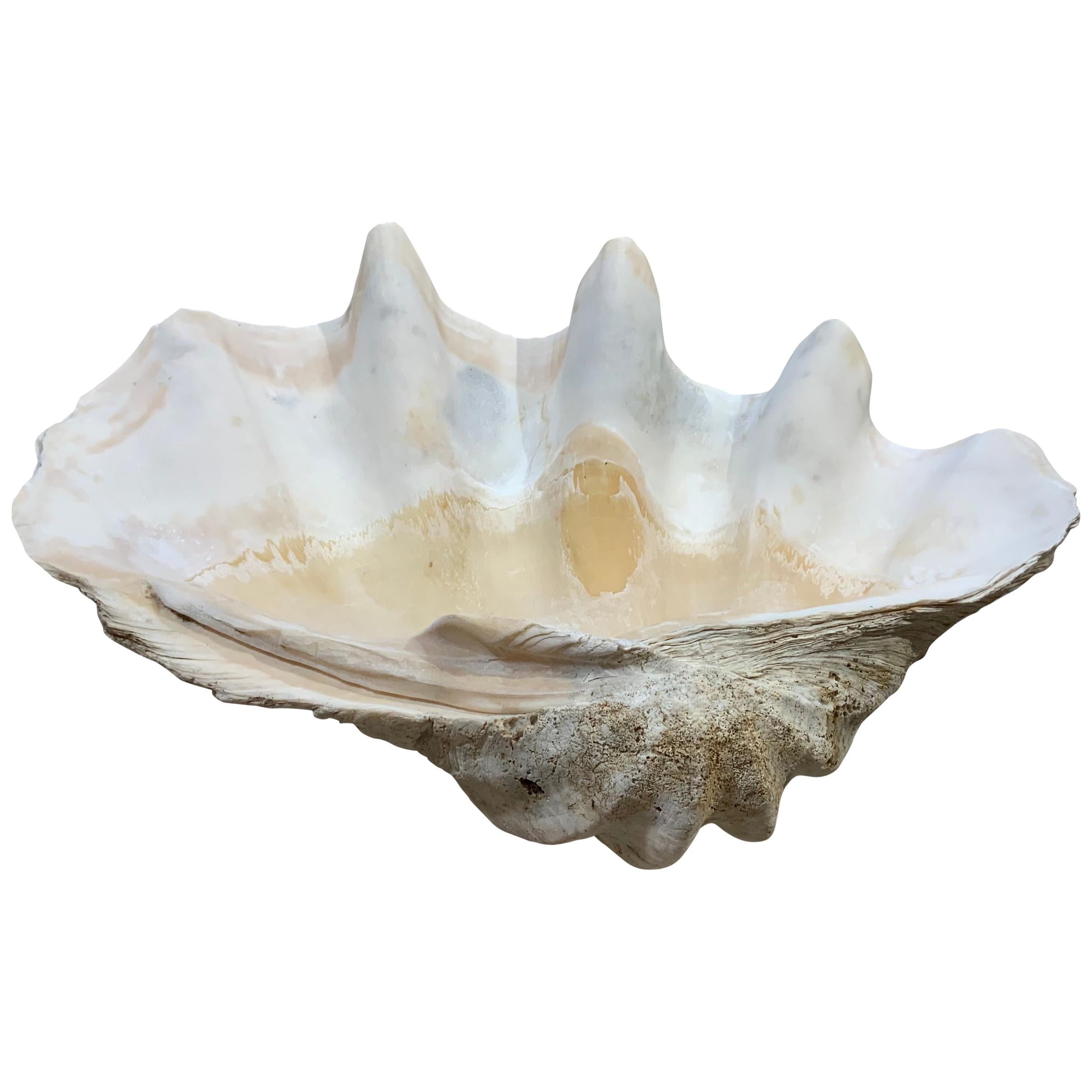 Large Natural Marine Shell Tridacna Clam Conch Home Furnishing Giant Sea 15-17cm 