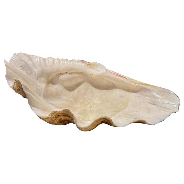 Vintage Beautiful Mother of Pearl Irredescent Large Mussel Clam Half ...