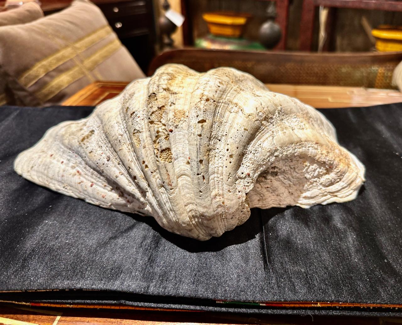 Large Tridacna Gigas Clam Shell, II For Sale 5