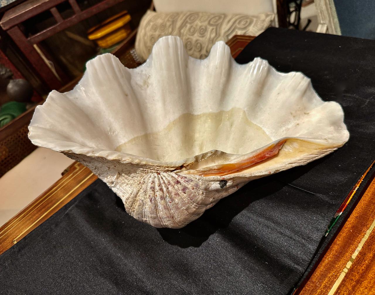 Large Tridacna Gigas Clam Shell, II For Sale 6