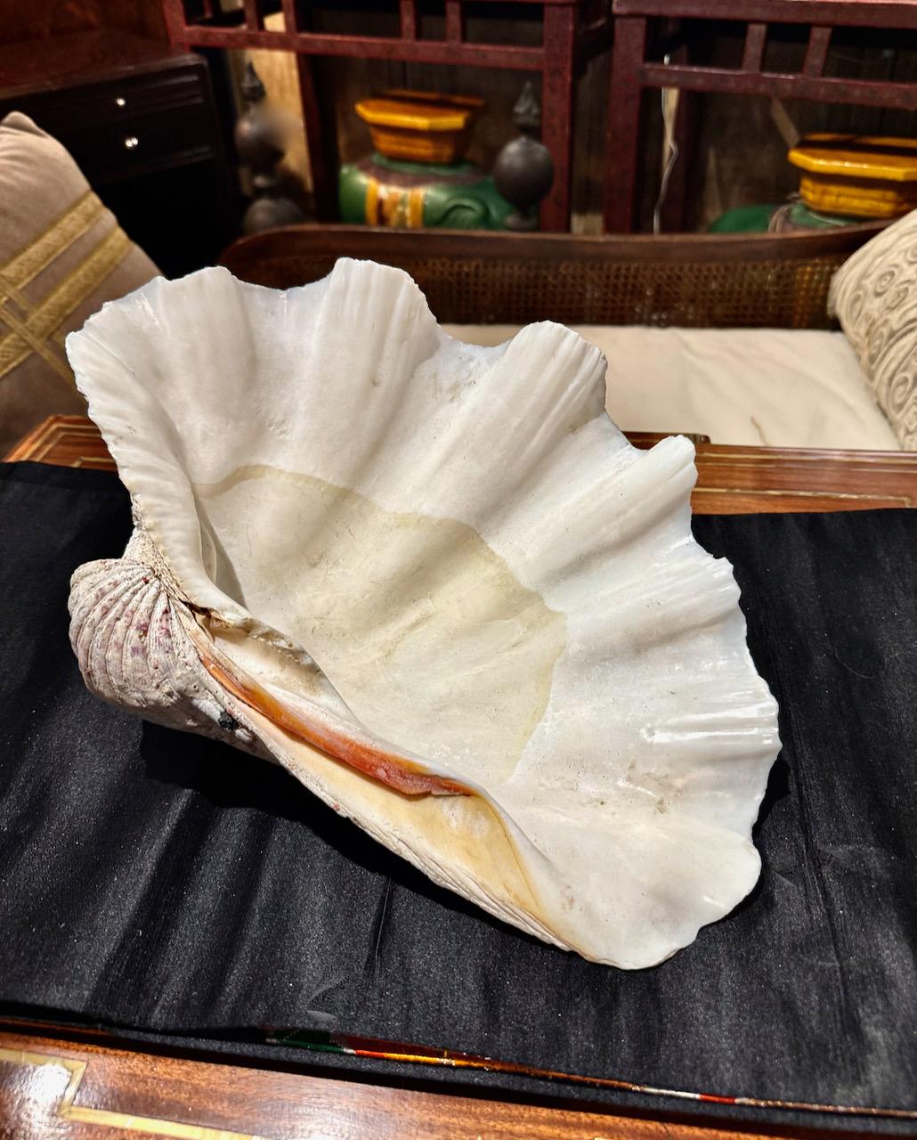 Southeast Asian Large Tridacna Gigas Clam Shell, II For Sale