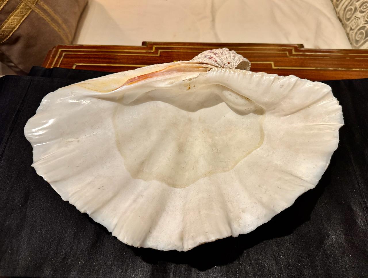Large Tridacna Gigas Clam Shell, II In Good Condition For Sale In Pasadena, CA
