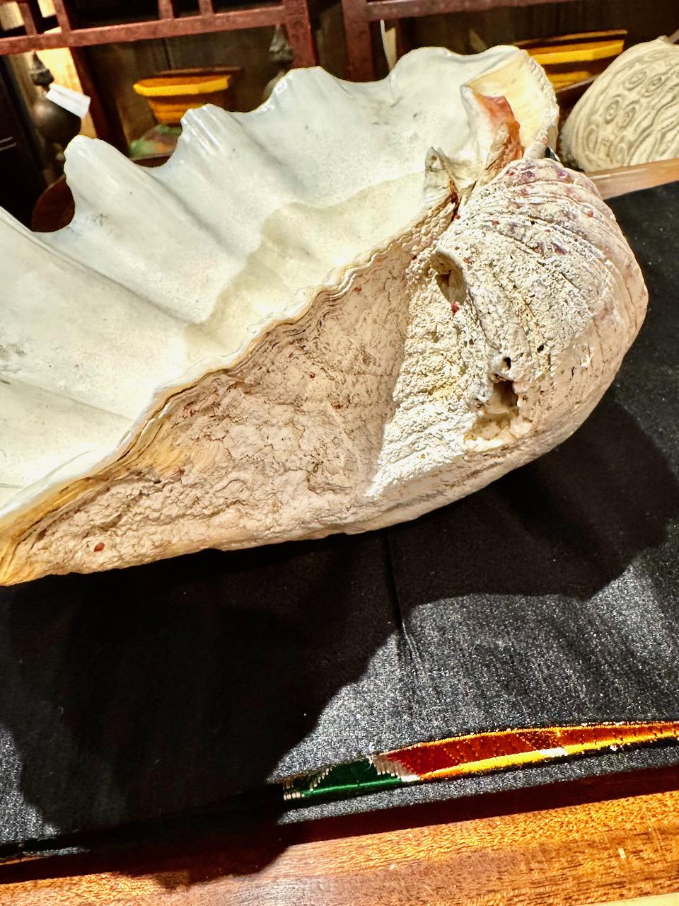 19th Century Large Tridacna Gigas Clam Shell, II For Sale