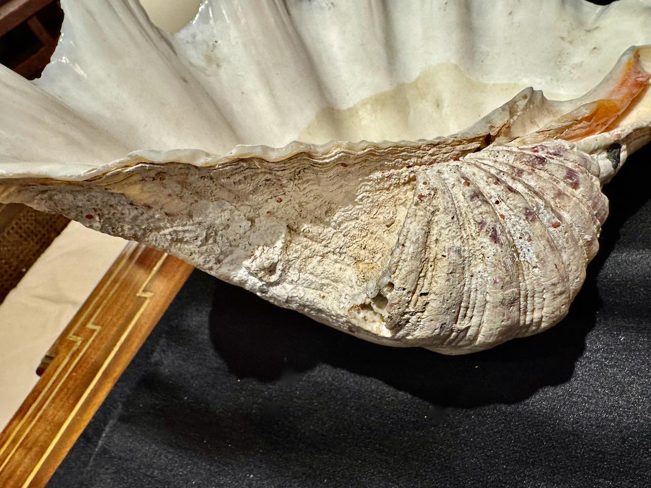 Large Tridacna Gigas Clam Shell, II For Sale 1