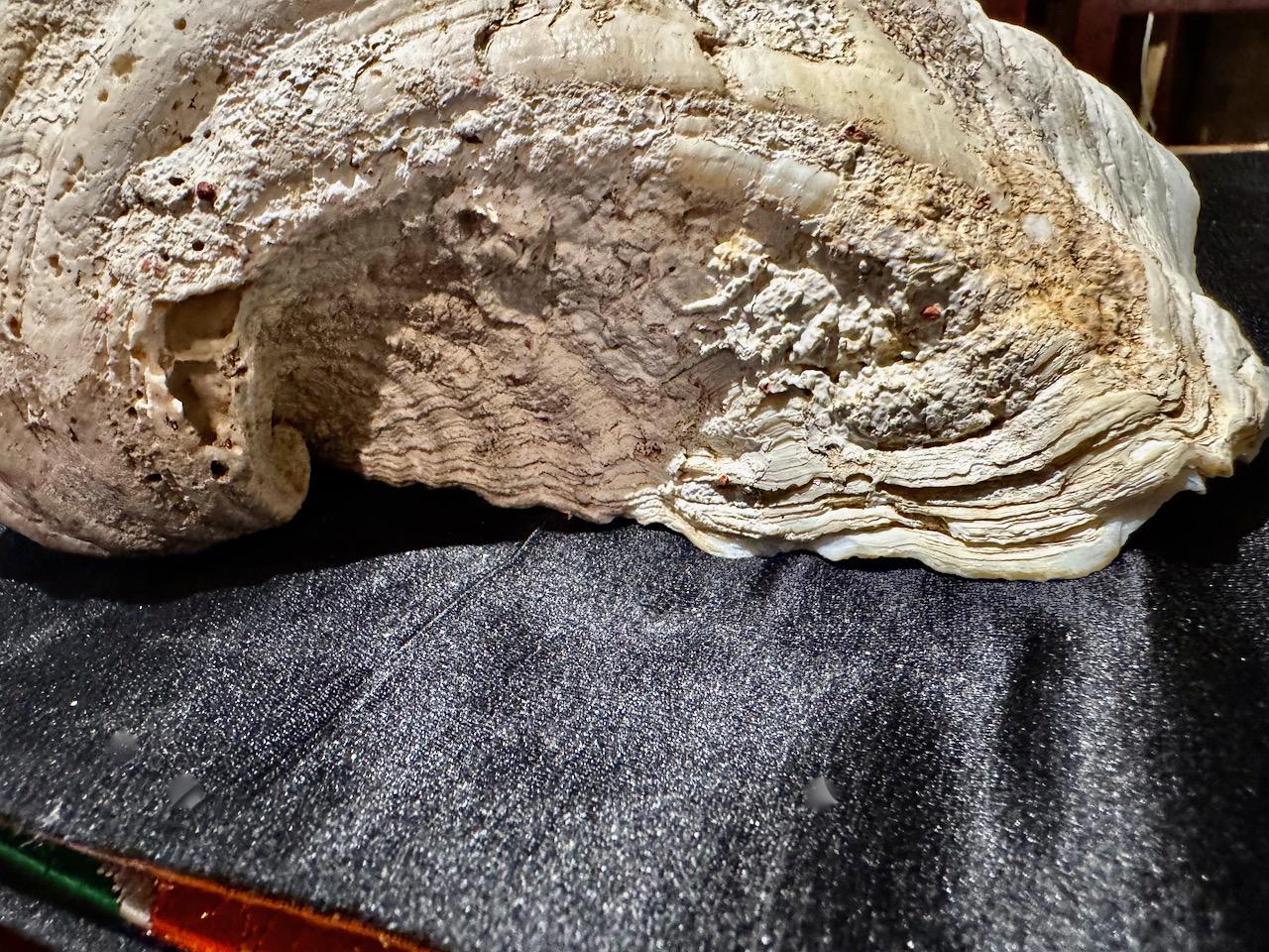 Large Tridacna Gigas Clam Shell, II For Sale 2