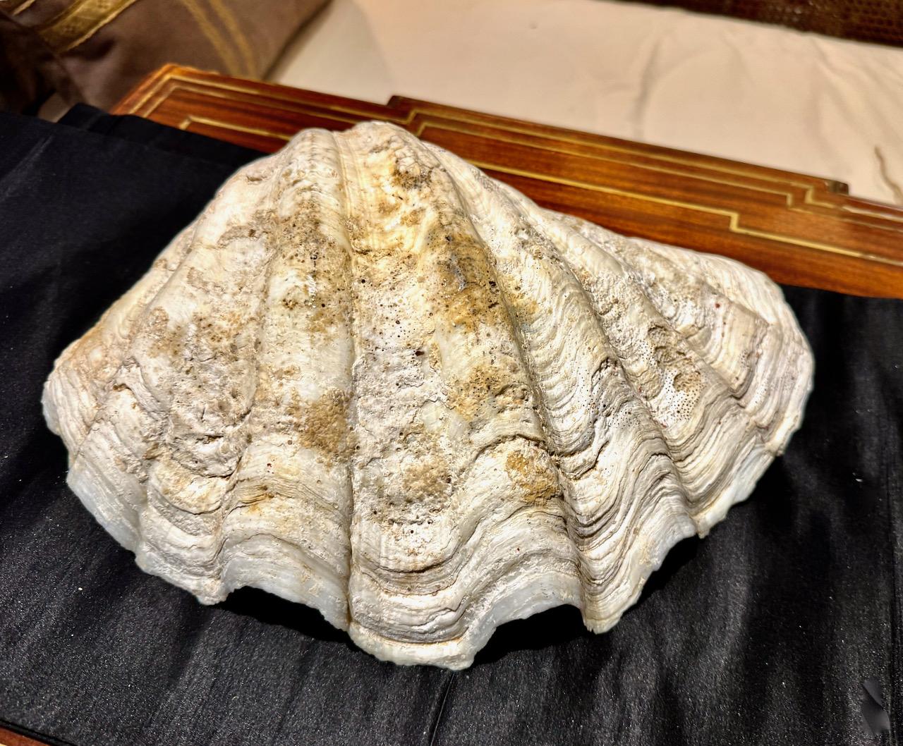 Large Tridacna Gigas Clam Shell, II For Sale 3