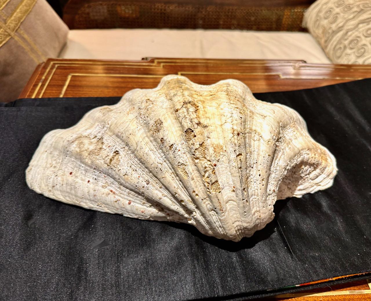 Large Tridacna Gigas Clam Shell, II For Sale 4