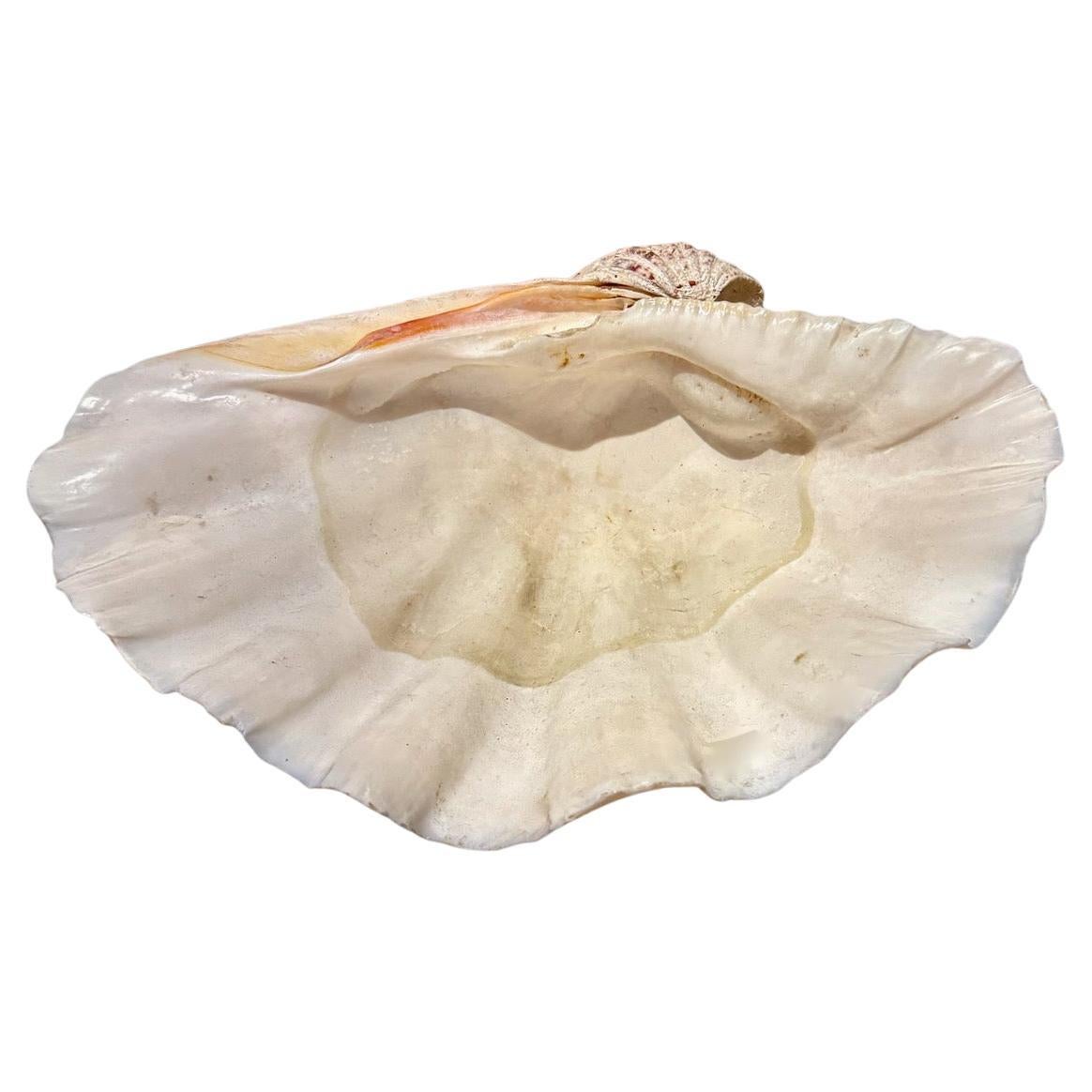 Large Tridacna Gigas Clam Shell, II