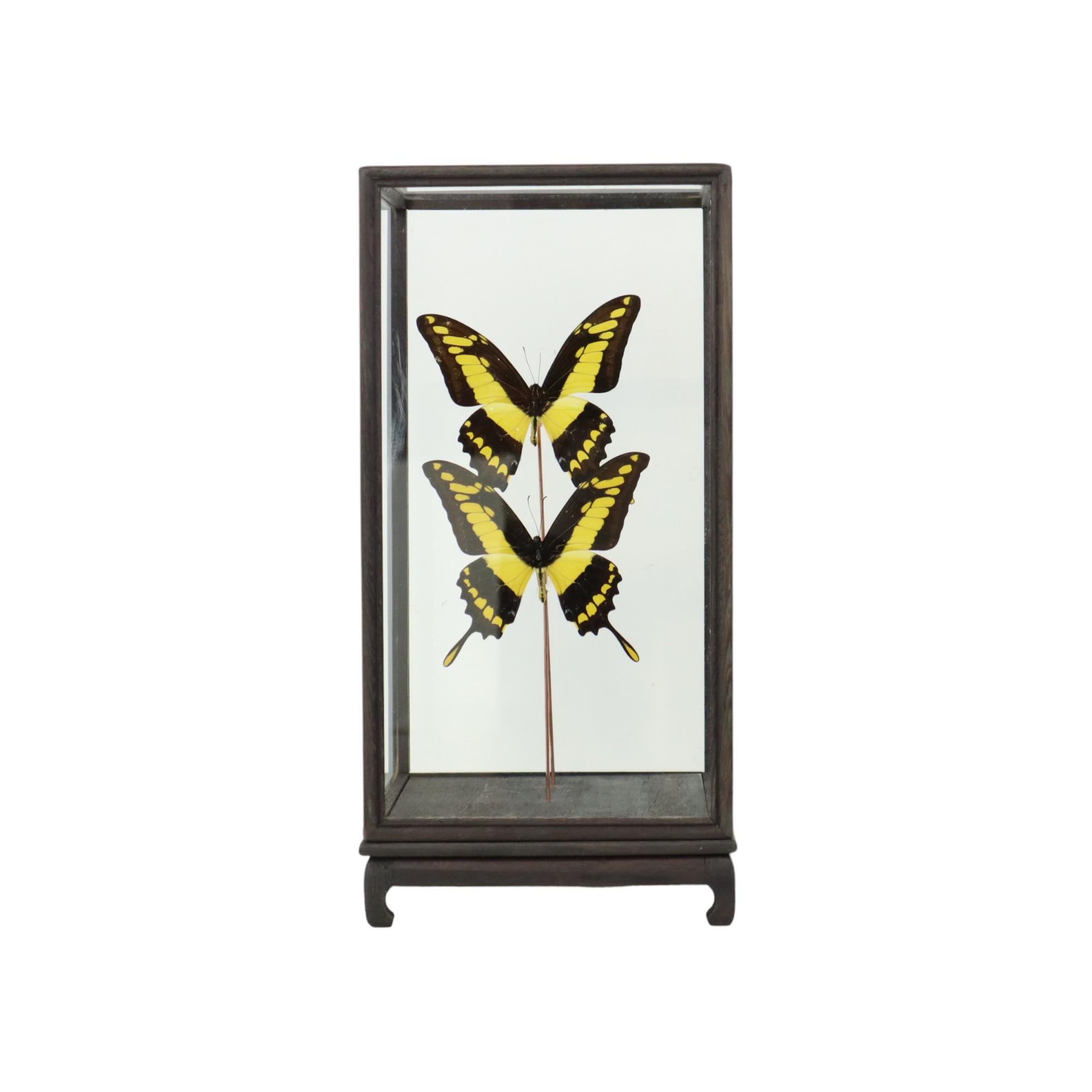 Beautiful set of 2 large tropical butterflies, black and yellow papilio thoas mounted under a square wooden dome, early 21st century.

Papilio thoas is a butterfly from the family of the pages (Papilionidae). The wingspan is between 100 and 130