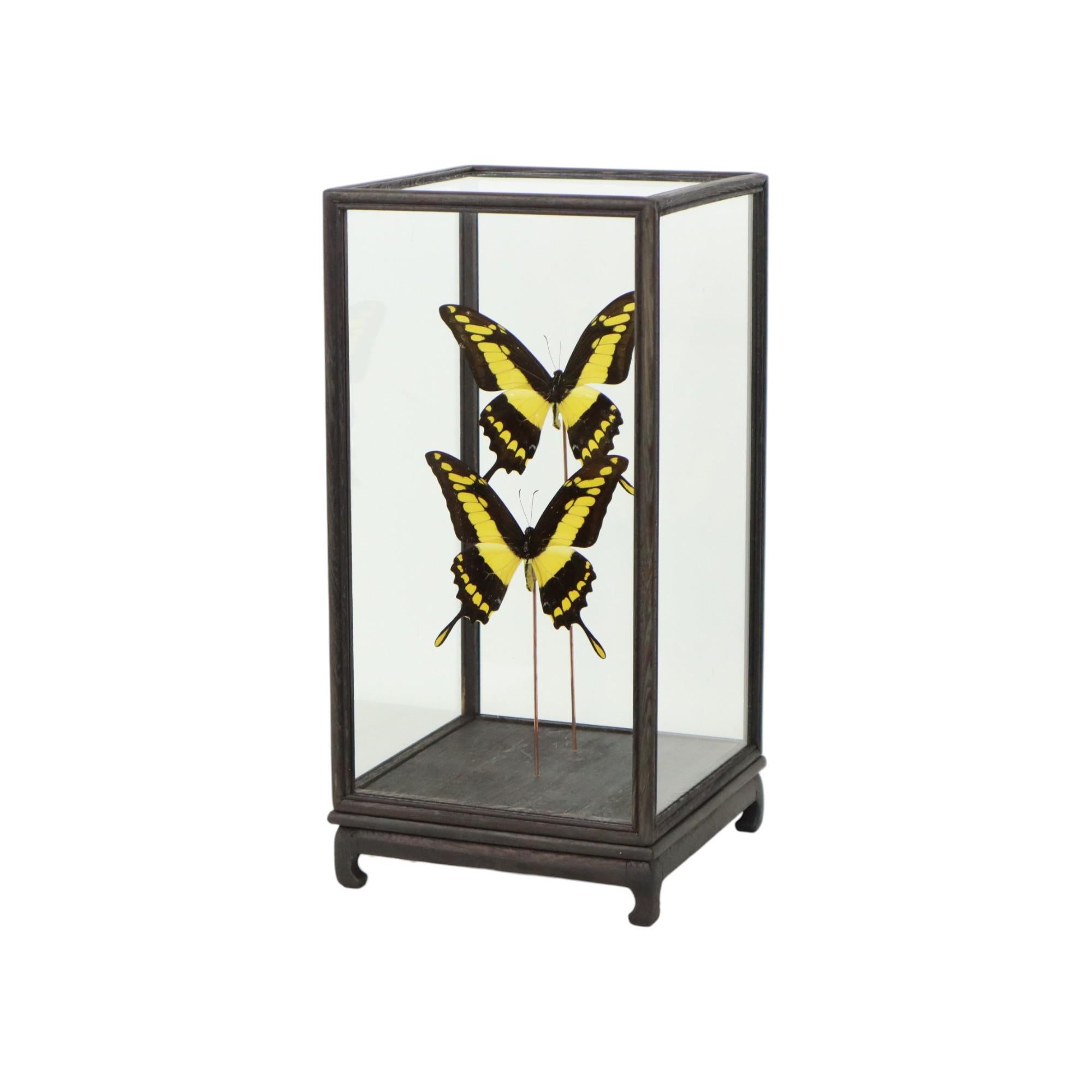Belgian Large Tropical Butterflies Under Wooden Dome Papilio Thoas Taxidermy