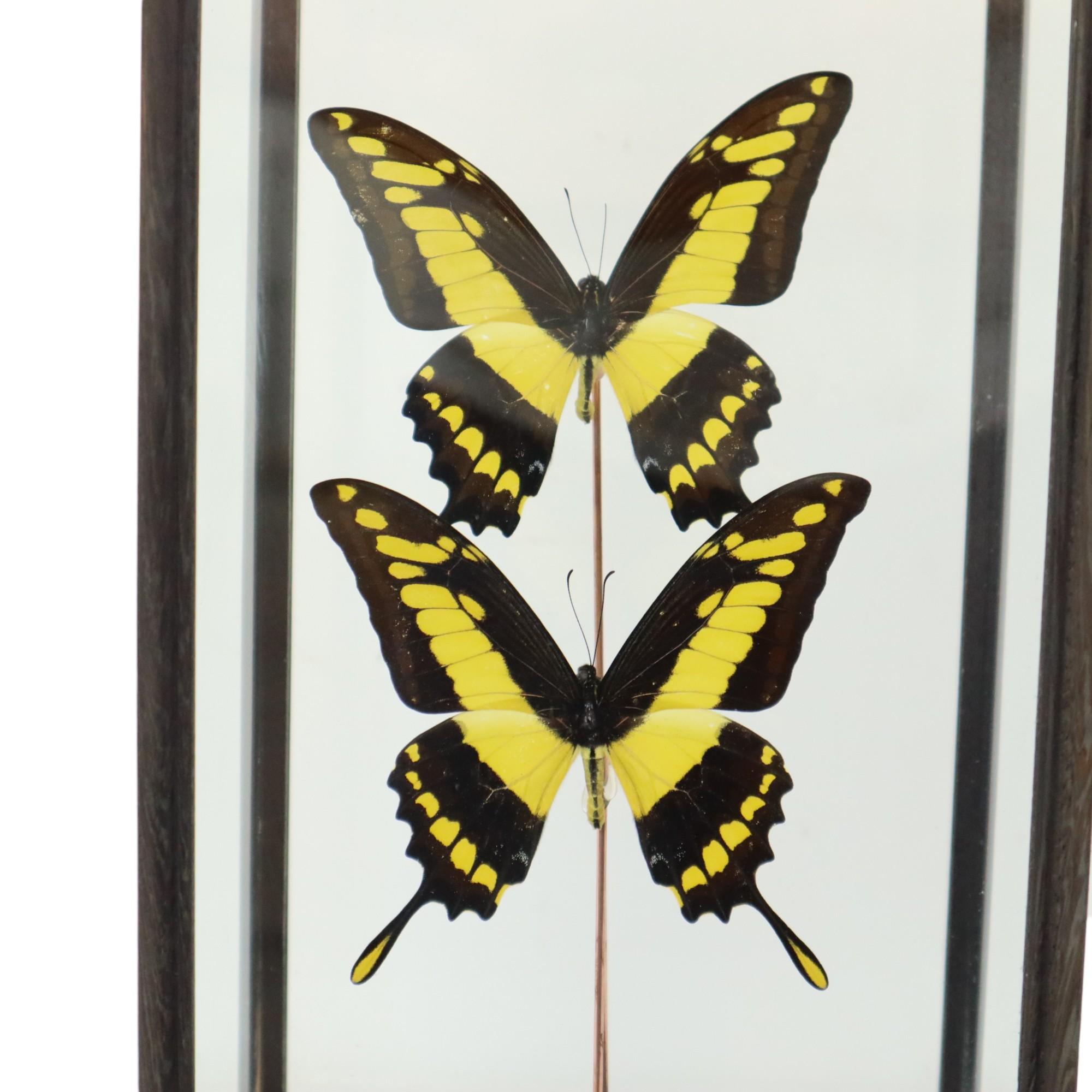 Large Tropical Butterflies Under Wooden Dome Papilio Thoas Taxidermy In Good Condition In Poperinge, BE