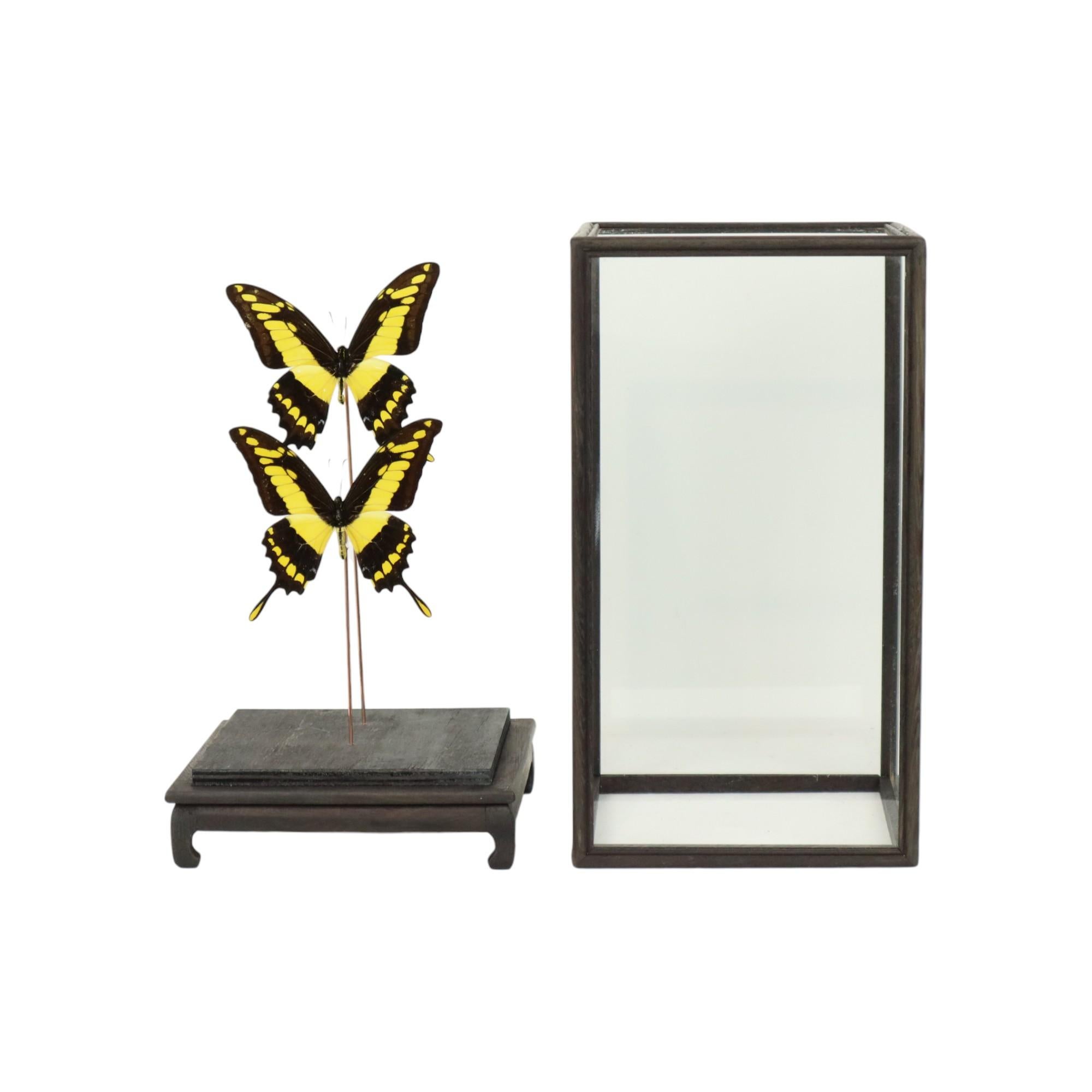 Glass Large Tropical Butterflies Under Wooden Dome Papilio Thoas Taxidermy
