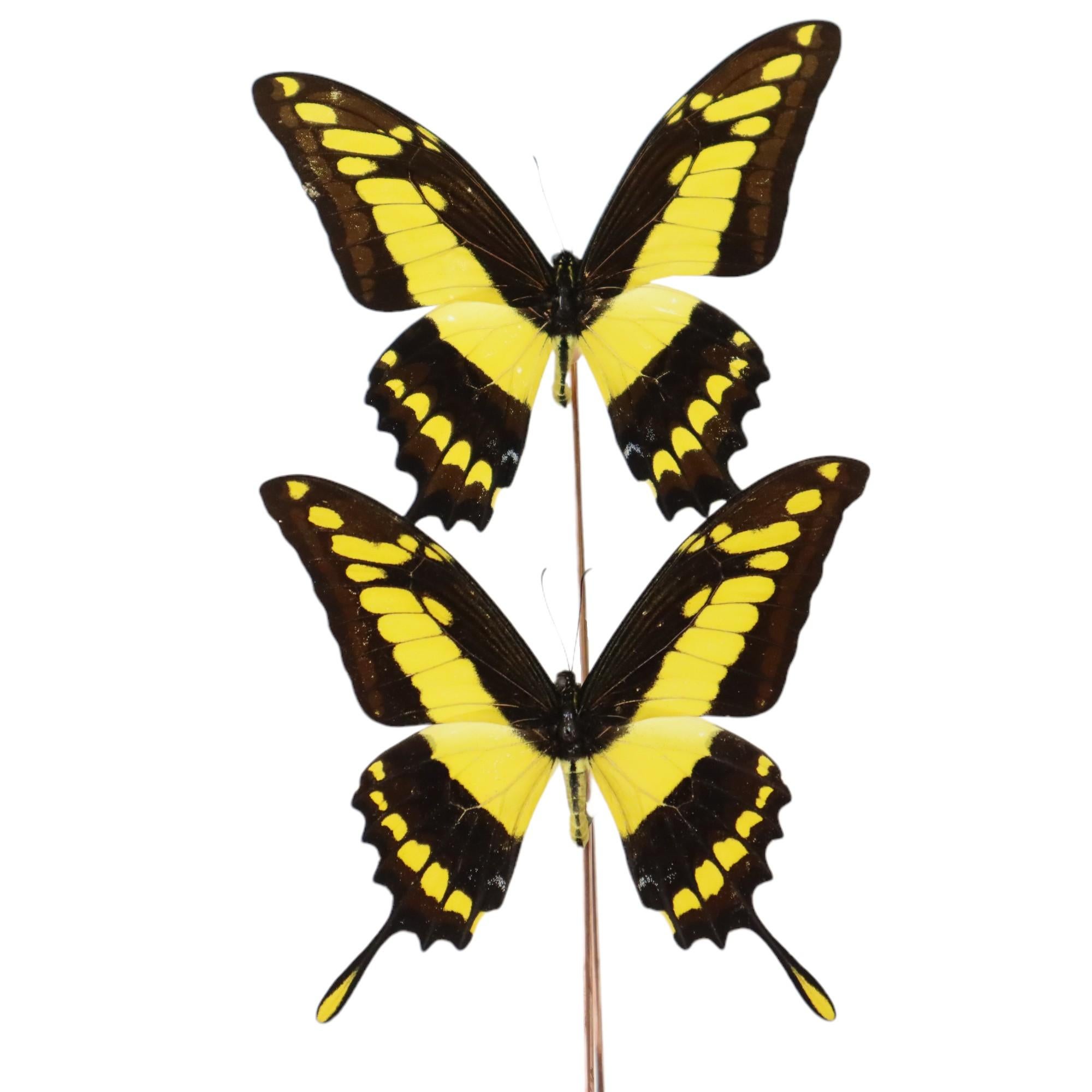 Large Tropical Butterflies Under Wooden Dome Papilio Thoas Taxidermy 1