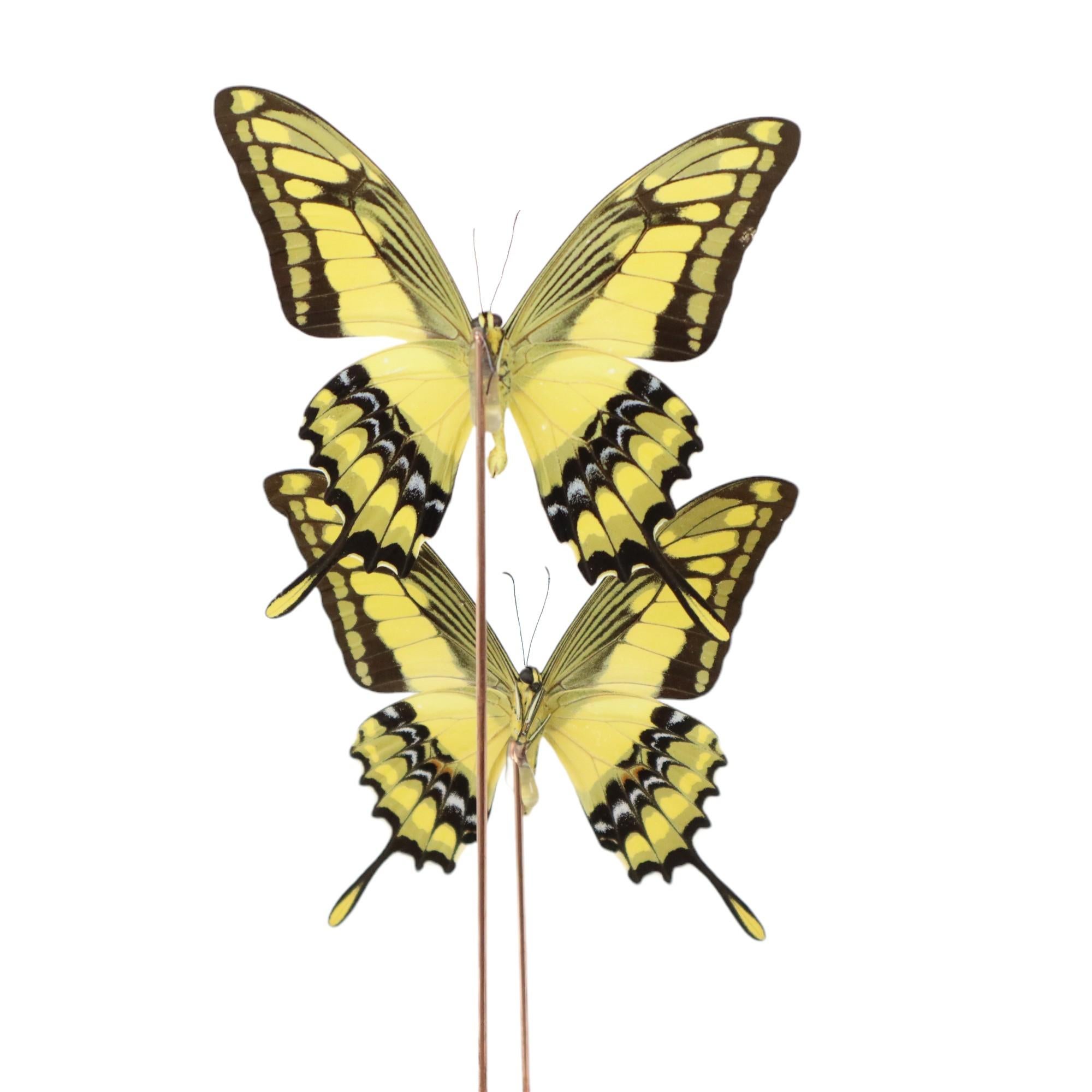 Large Tropical Butterflies Under Wooden Dome Papilio Thoas Taxidermy 2