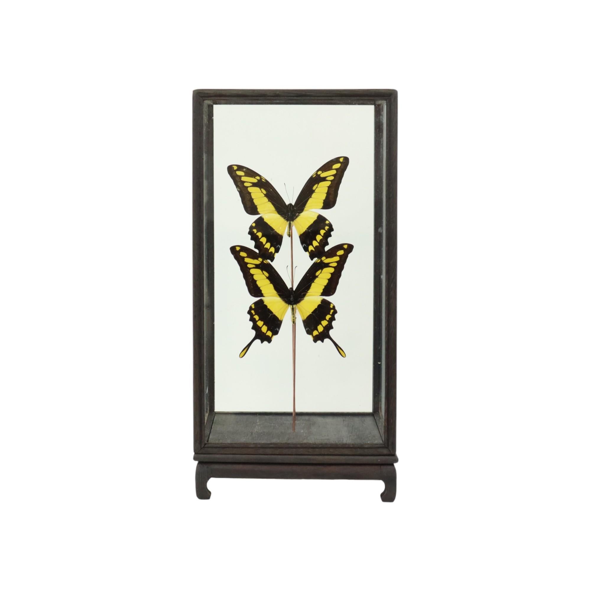 Large Tropical Butterflies Under Wooden Dome Papilio Thoas Taxidermy 3