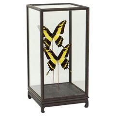 Large Tropical Butterflies Under Wooden Dome Papilio Thoas Taxidermy