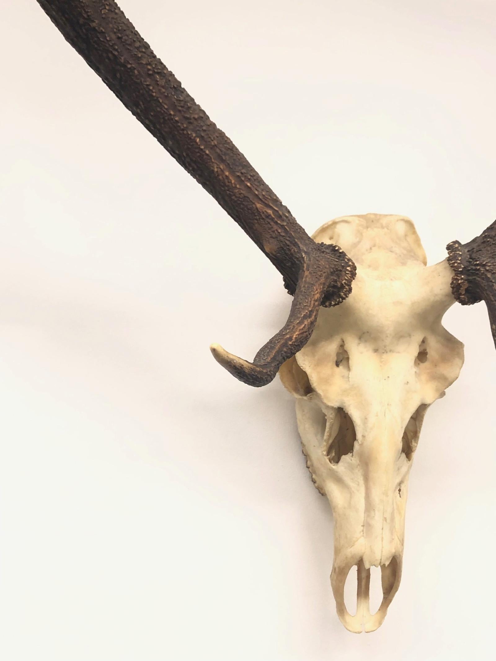 Large Uneven Eleven Ends Deer Antler Skull Hunt Trophy Vintage, German, 1960s 5