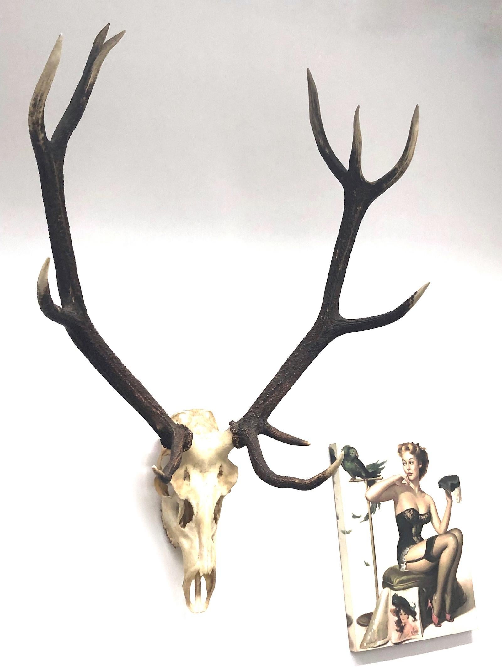 Here I have to offer a stunning large deer antler skull hunt trophy, uneven eleven ends. Fixed on the wall with a hook, this will be a beautiful item for every man cave or a great lodge or ski cabin decorative accent.