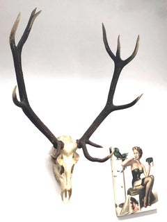 Large Uneven Eleven Ends Deer Antler Skull Hunt Trophy Vintage, German, 1960s