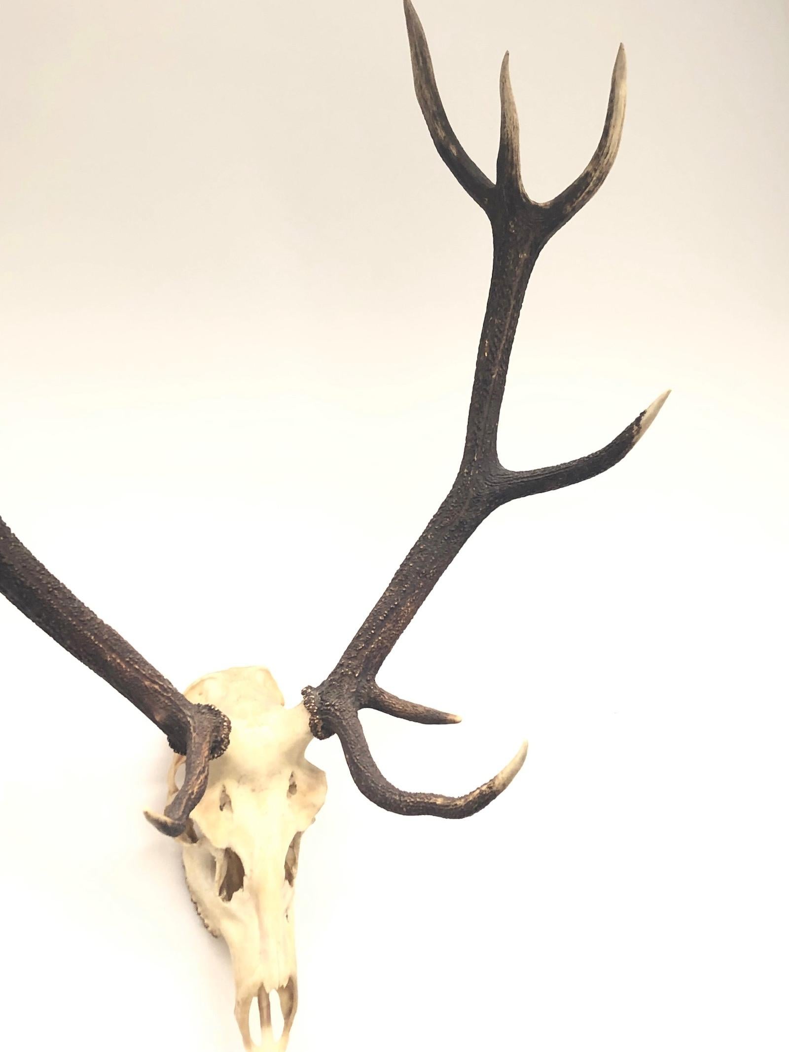 Large Uneven Eleven Ends Deer Antler Skull Hunt Trophy Vintage, German, 1960s In Good Condition In Nuernberg, DE