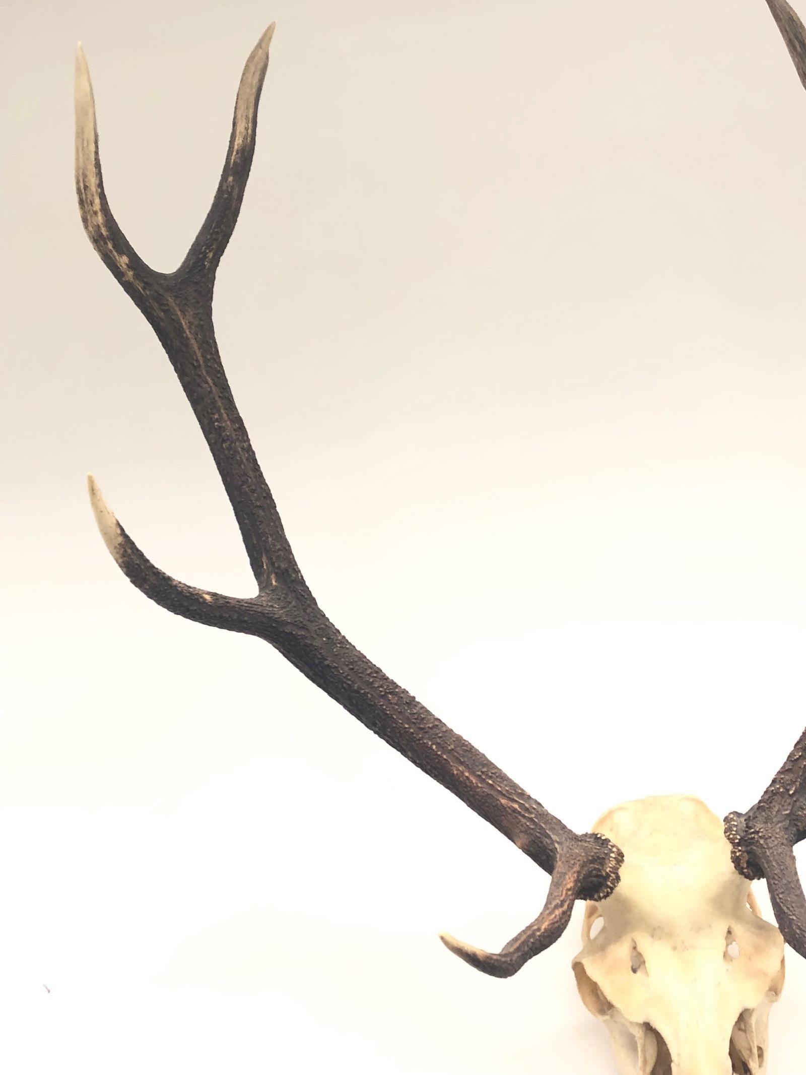 20th Century Large Uneven Eleven Ends Deer Antler Skull Hunt Trophy Vintage, German, 1960s