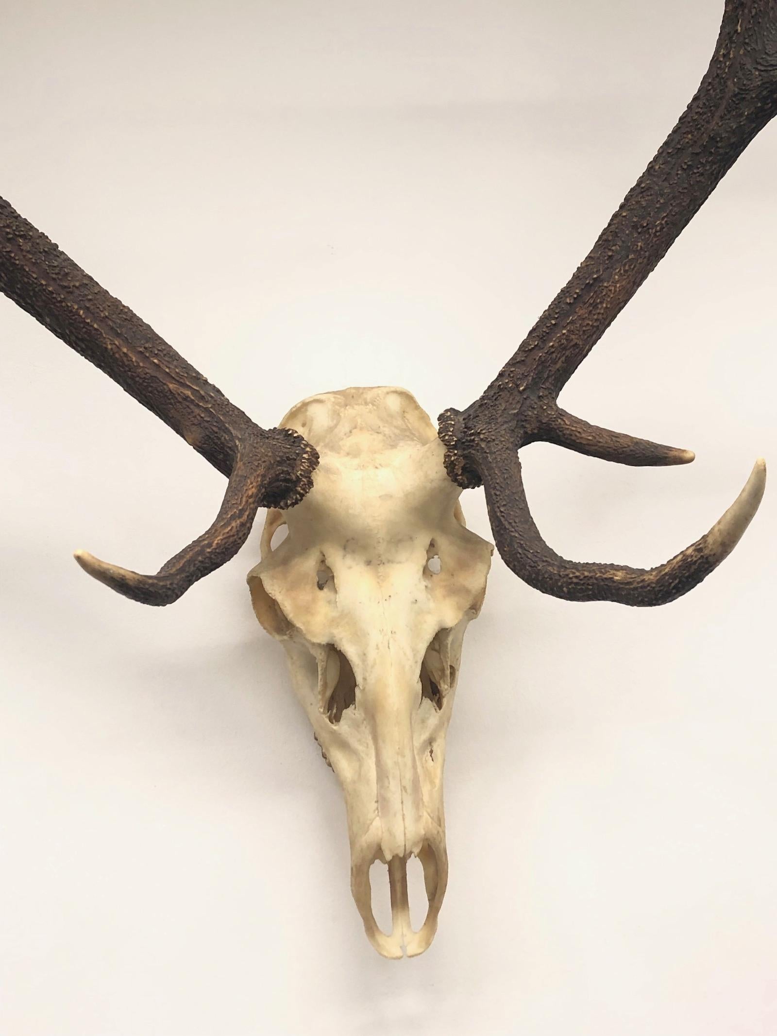 Large Uneven Eleven Ends Deer Antler Skull Hunt Trophy Vintage, German, 1960s 1