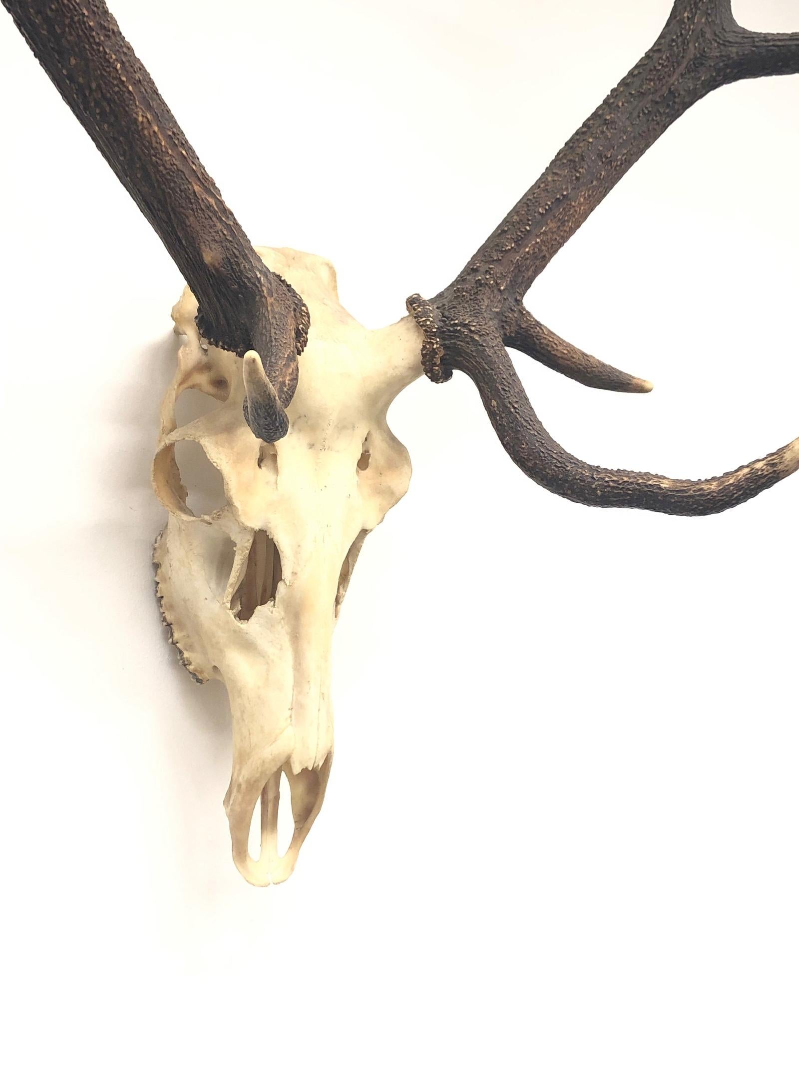 Large Uneven Eleven Ends Deer Antler Skull Hunt Trophy Vintage, German, 1960s 2