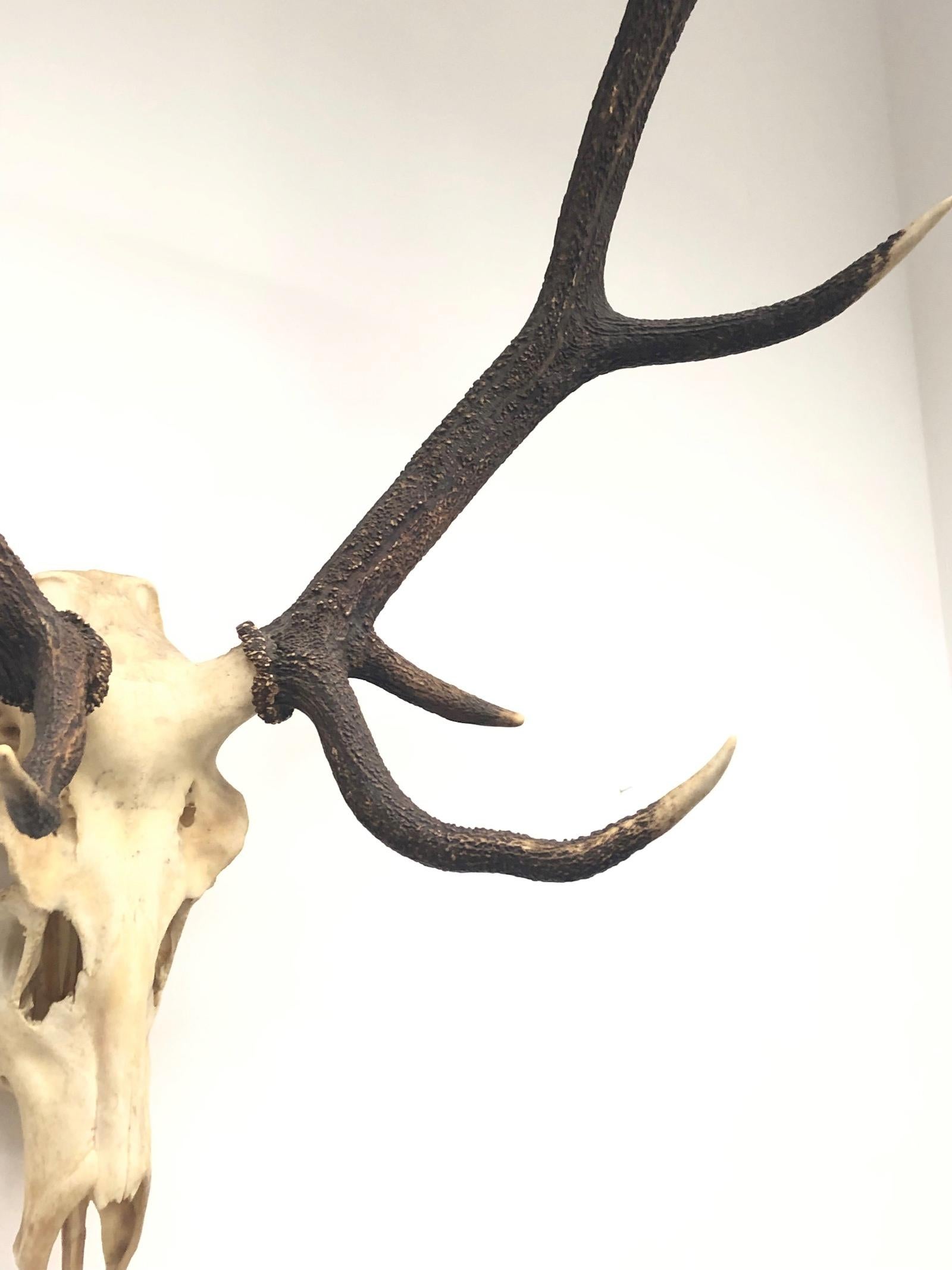 Large Uneven Eleven Ends Deer Antler Skull Hunt Trophy Vintage, German, 1960s 3