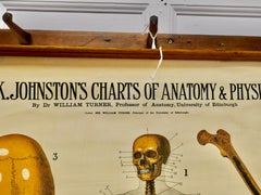 Large University Anatomical Chart “Bones” by Turner
