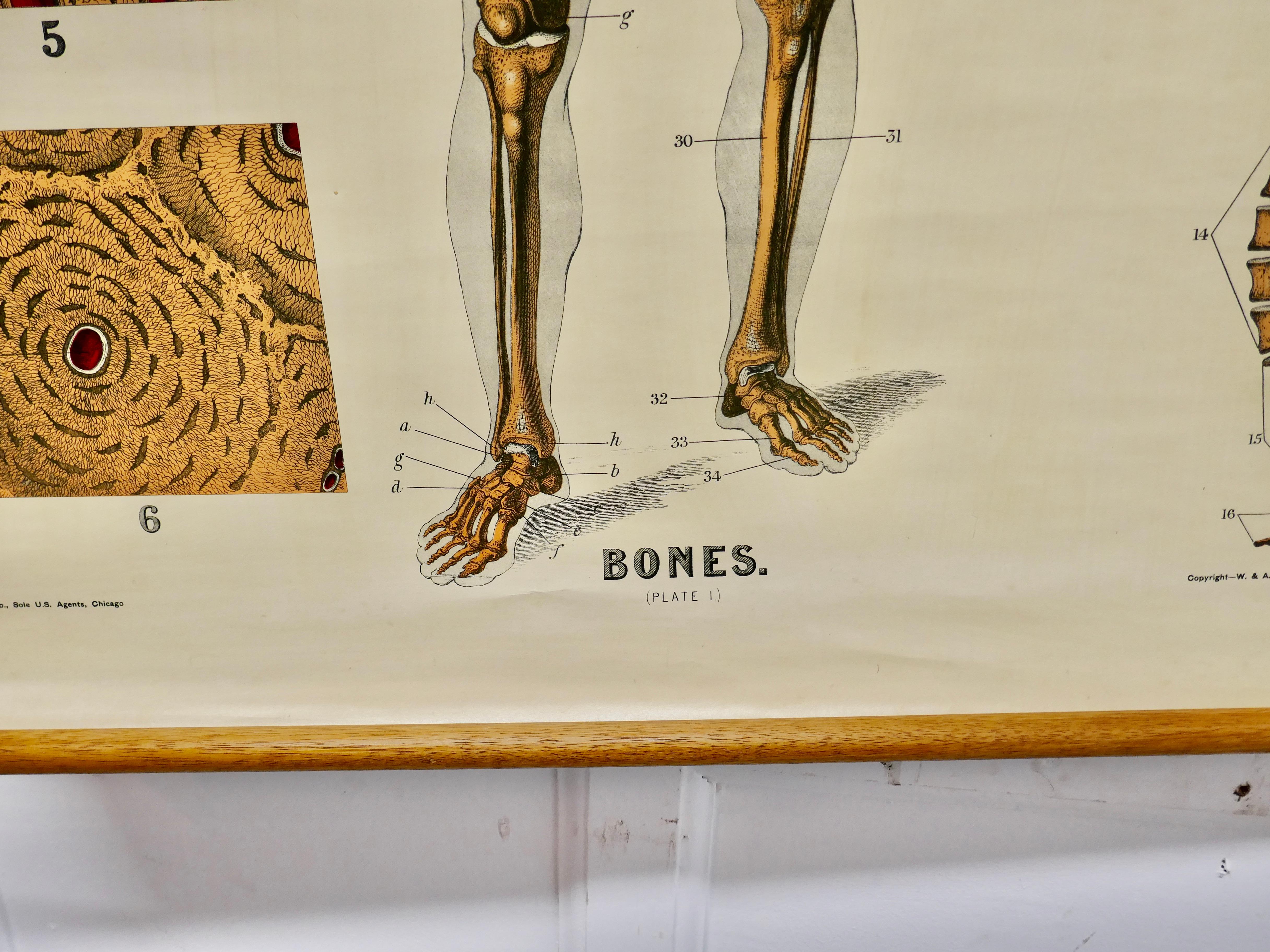 International Style Large University Anatomical Chart “Bones” by Turner For Sale