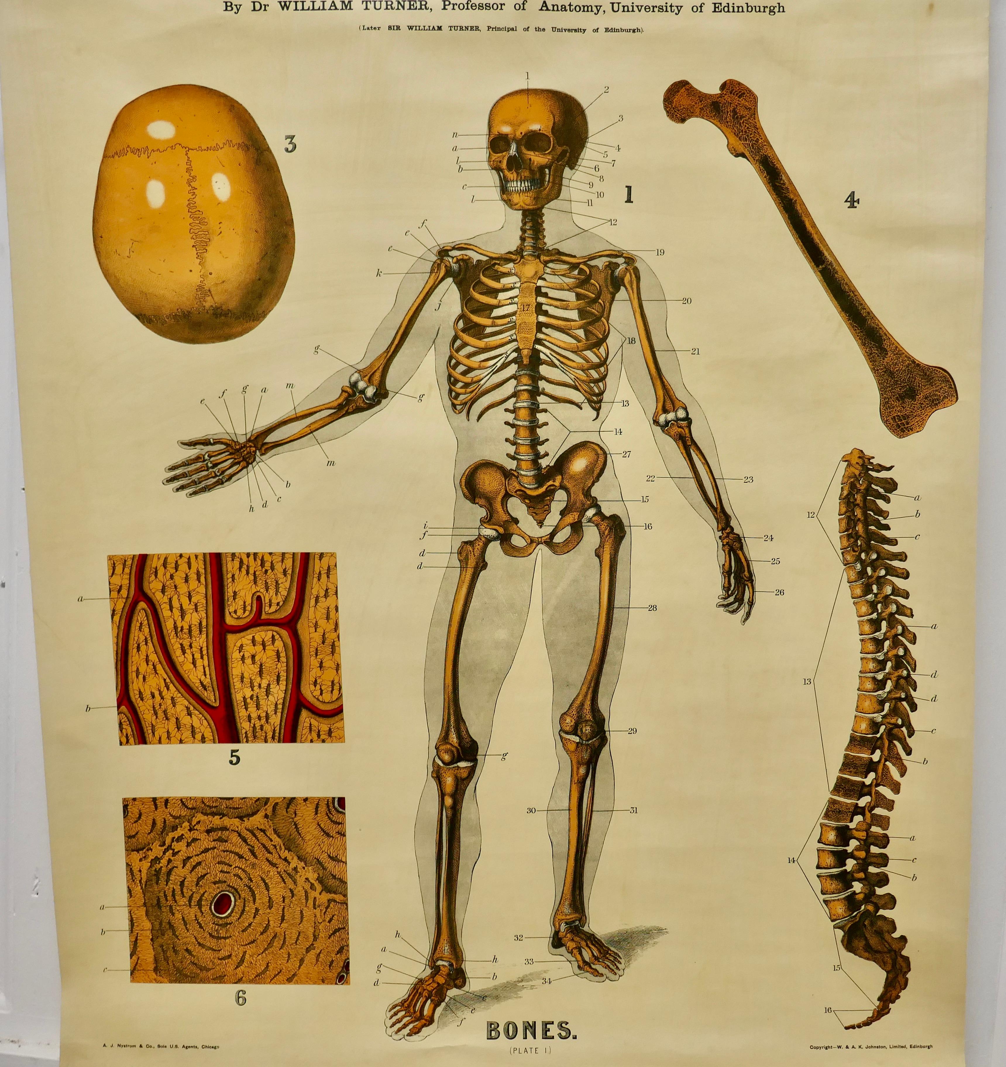 Large University Anatomical Chart “Bones” by Turner In Good Condition For Sale In Chillerton, Isle of Wight