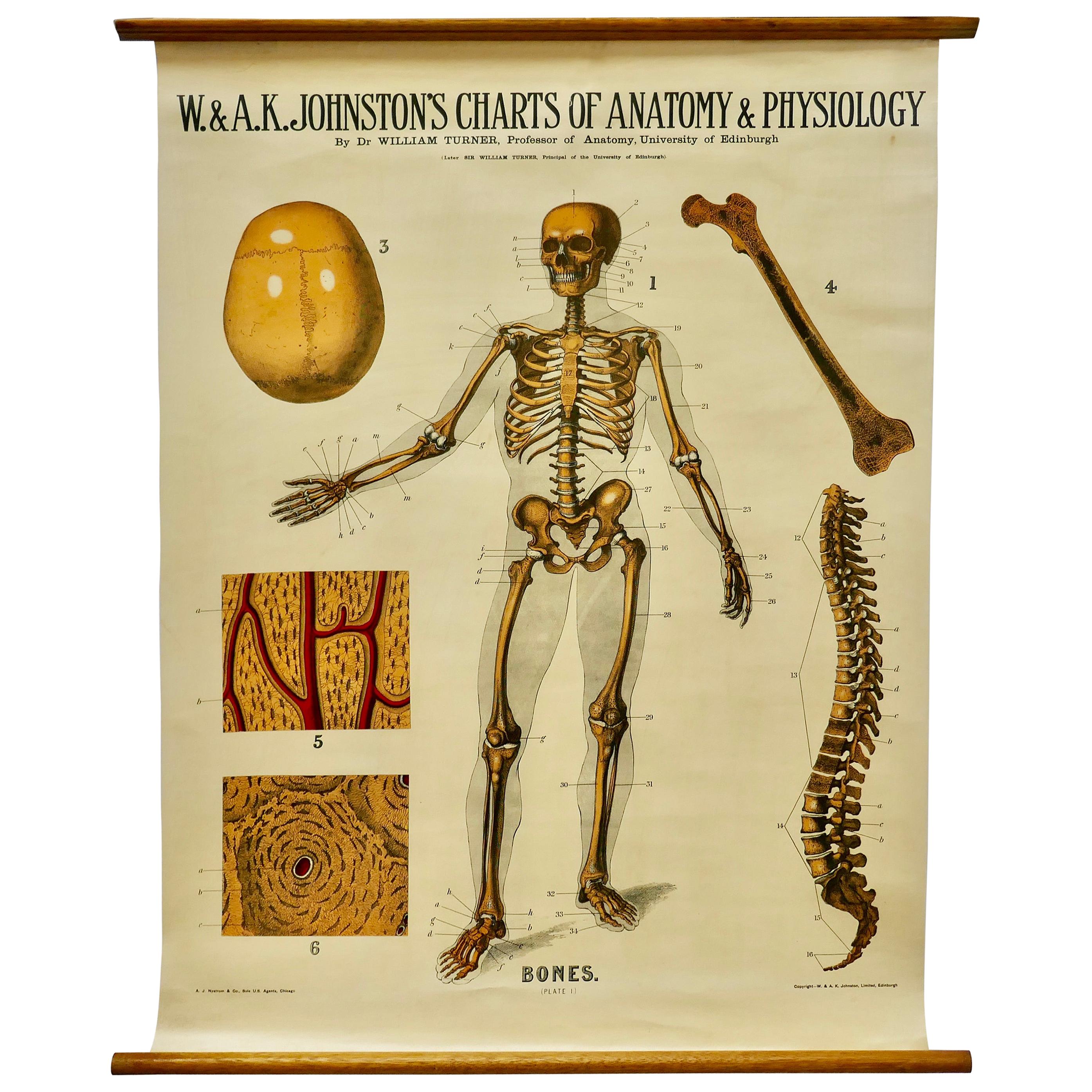 Large University Anatomical Chart “Bones” by Turner For Sale