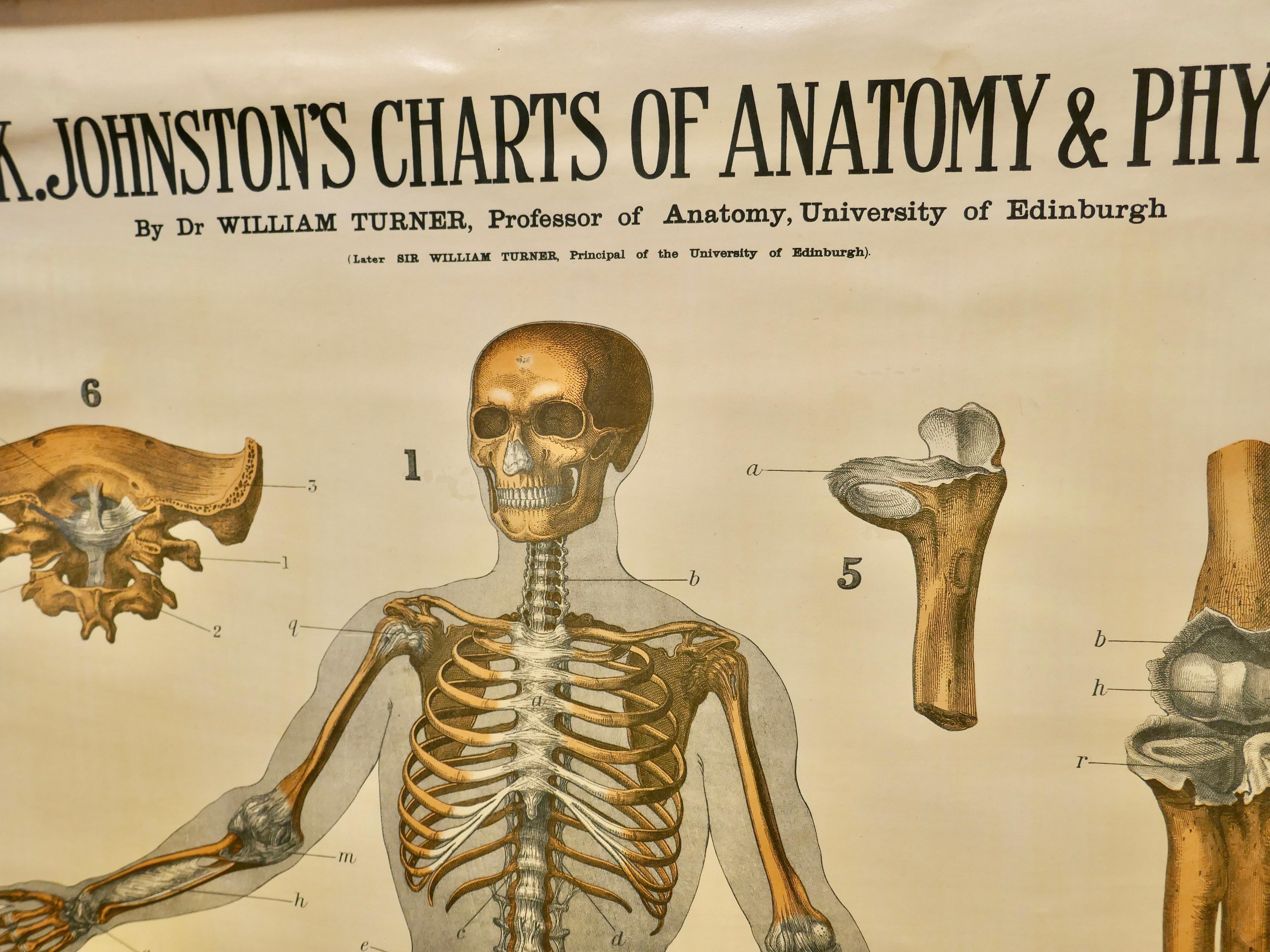 Grand tableau anatomique universitaire 