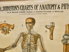 Large University Anatomical Chart “Ligamnets” by Turner