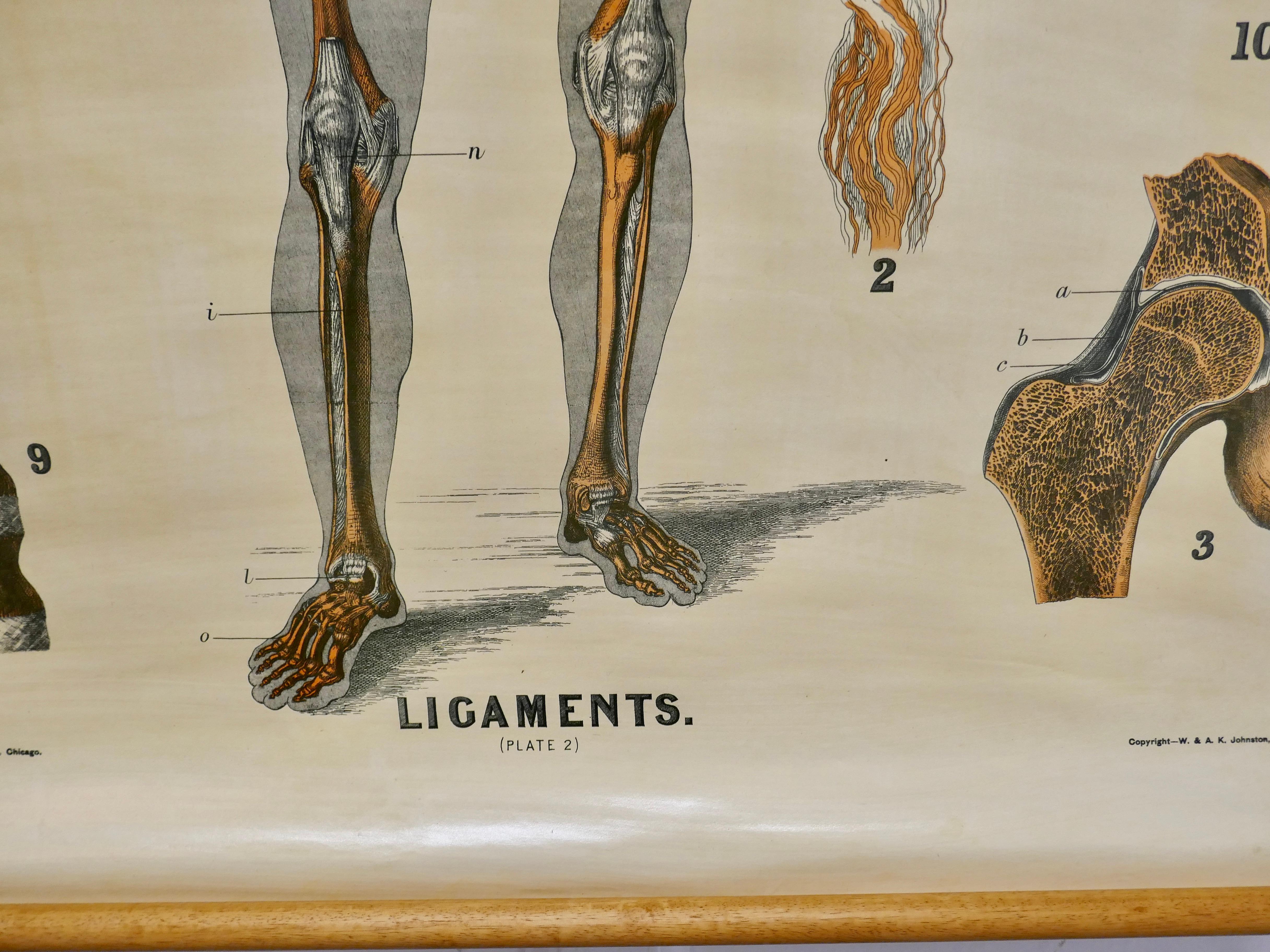 Style international Grande carte anatomique d'université Ligamnets de Turner en vente