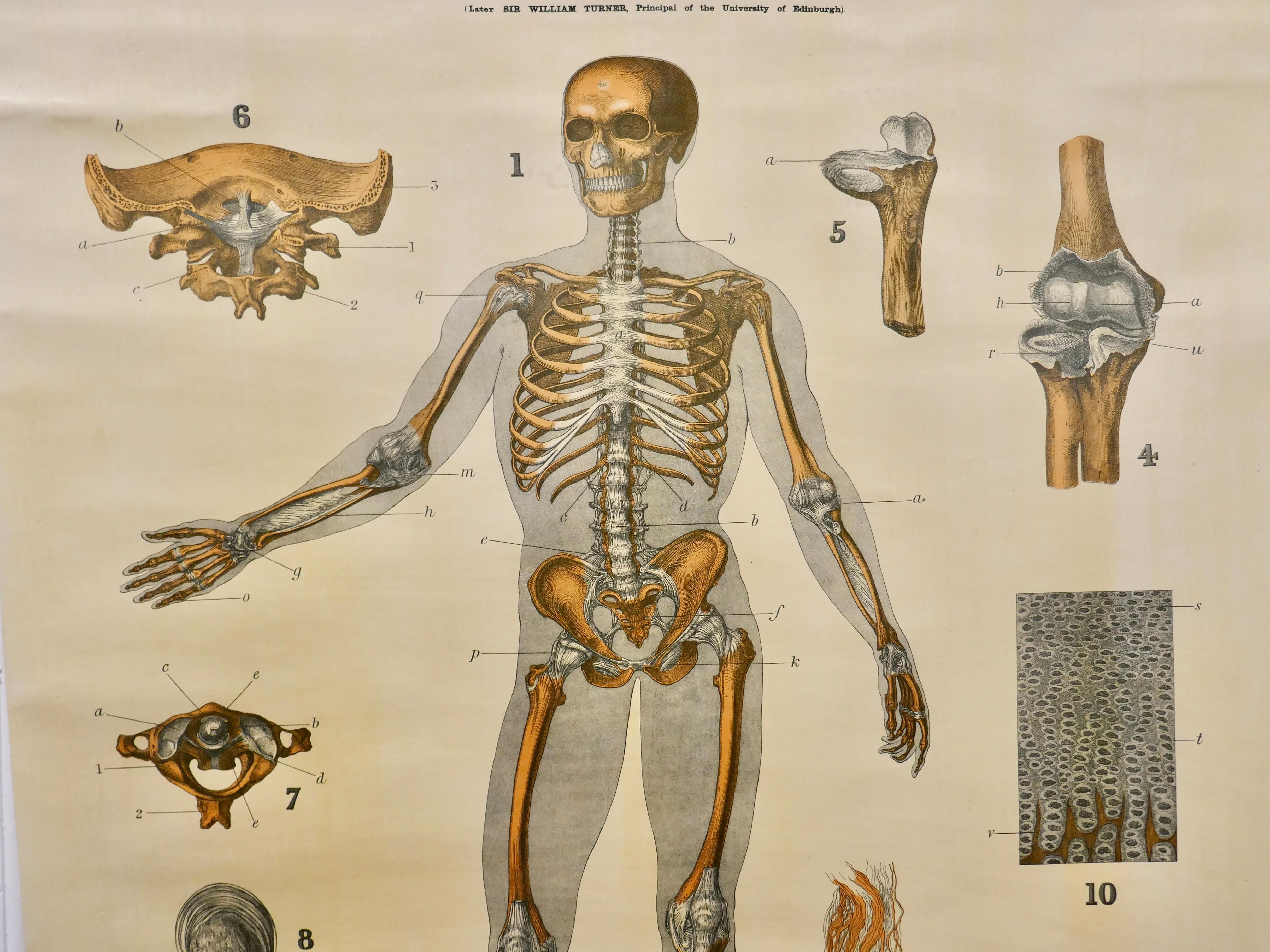 Grande carte anatomique d'université Ligamnets de Turner Bon état - En vente à Chillerton, Isle of Wight