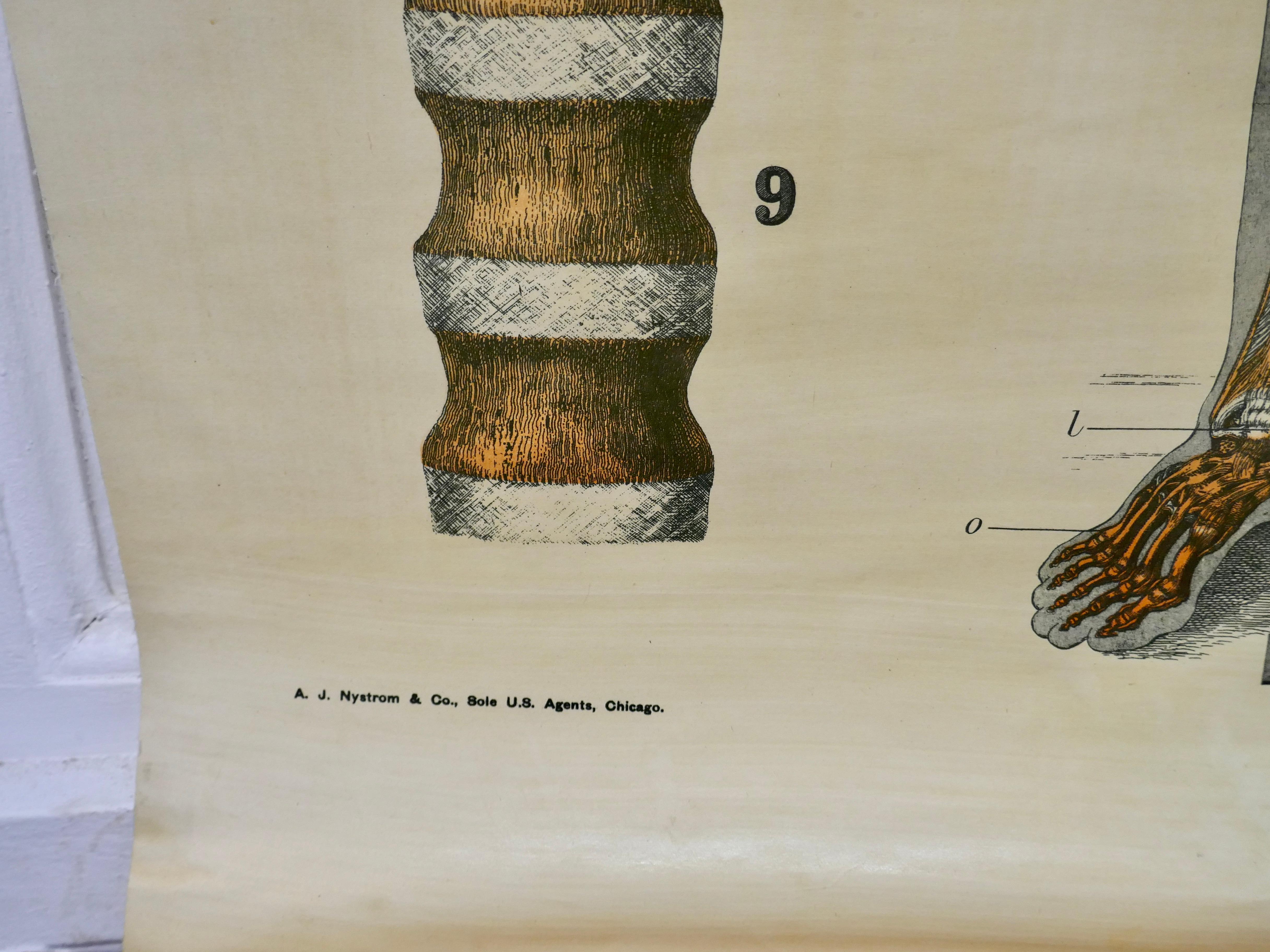 Große Anatomische Universitäts Ligamnets auf Karton von Turner (20. Jahrhundert) im Angebot