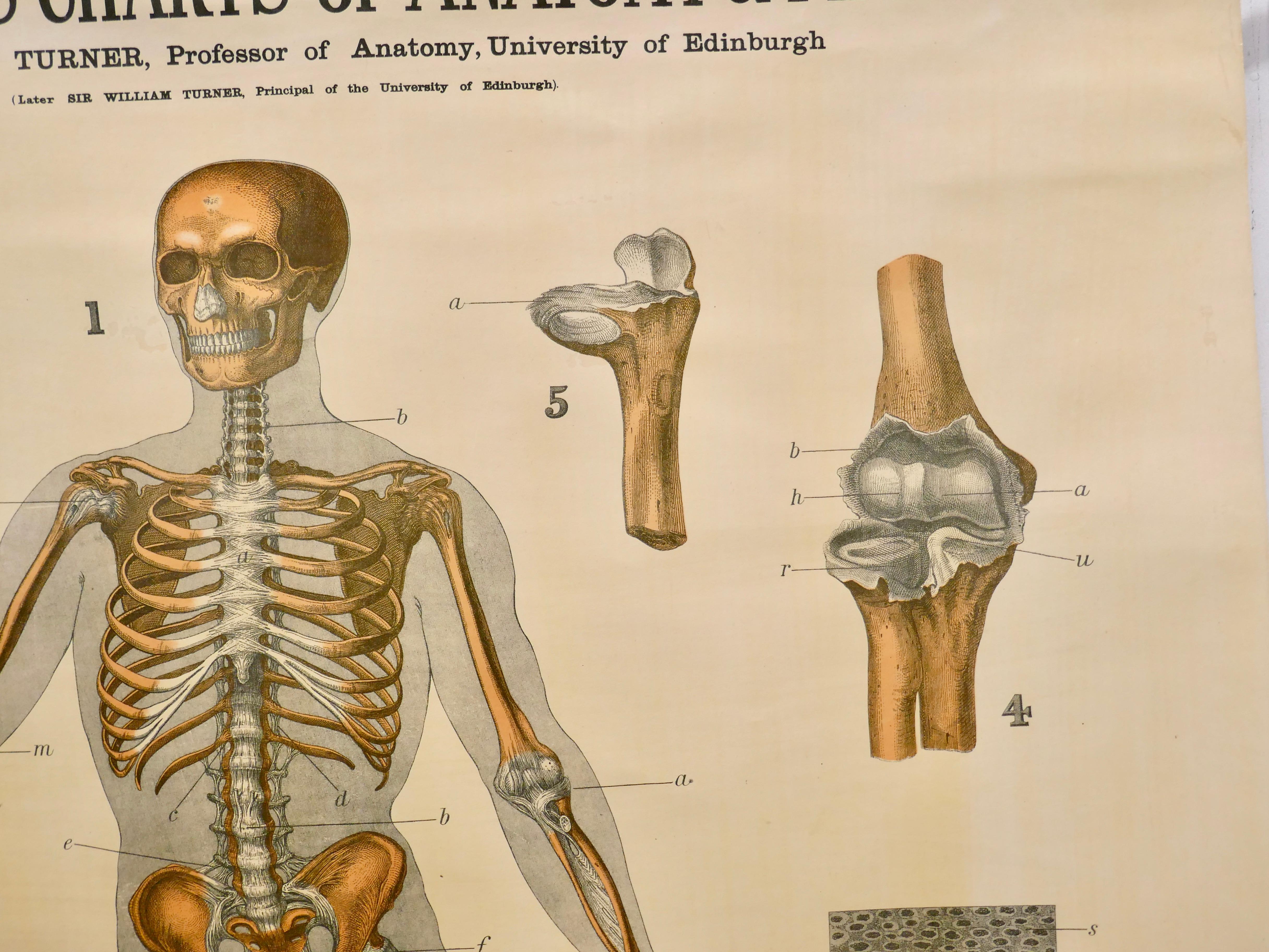 International Style Large University Anatomical Chart “Ligamnets” by Turner For Sale