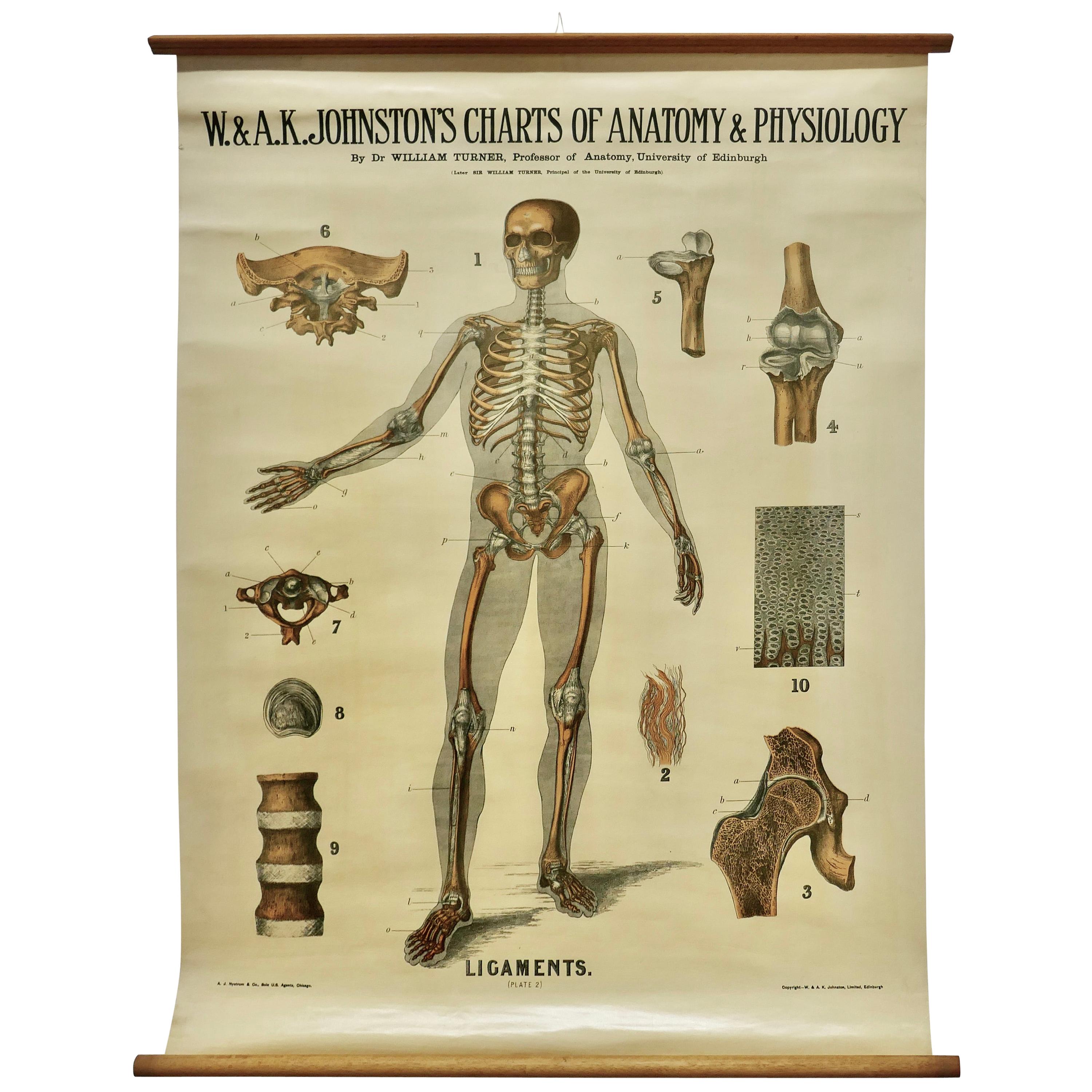 Large University Anatomical Chart “Ligamnets” by Turner For Sale