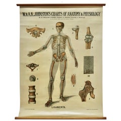 Antique Large University Anatomical Chart “Ligamnets” by Turner