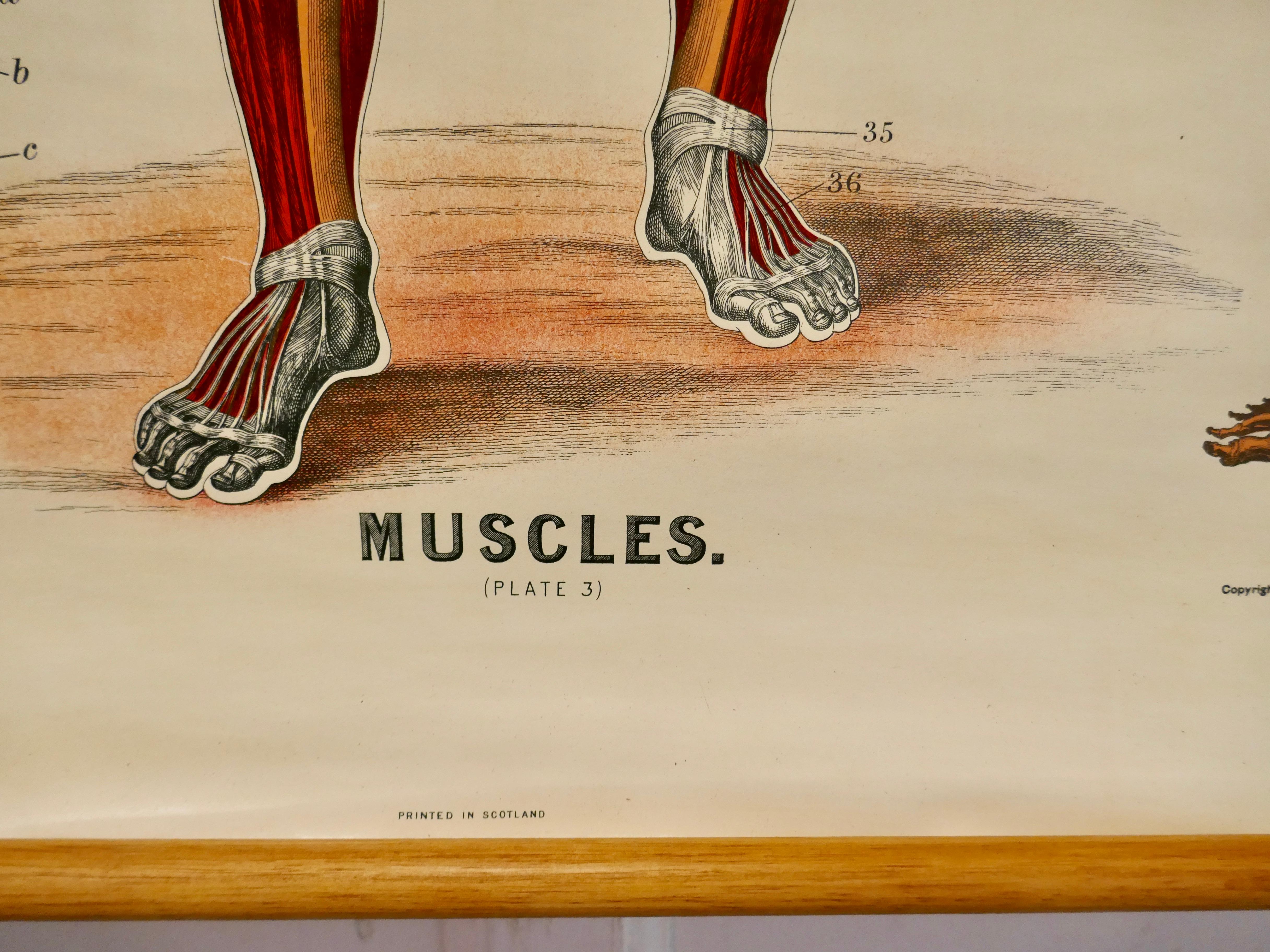 Large university anatomical chart “Muscles” by Turner
 

W&A K Johnston’s Charts of Anatomy and Physiology by Dr William Turner, Professor of Anatomy University of Edinburgh/A J Nystrom & Co US Agents Chicago

This is Plate 3, Muscles, by