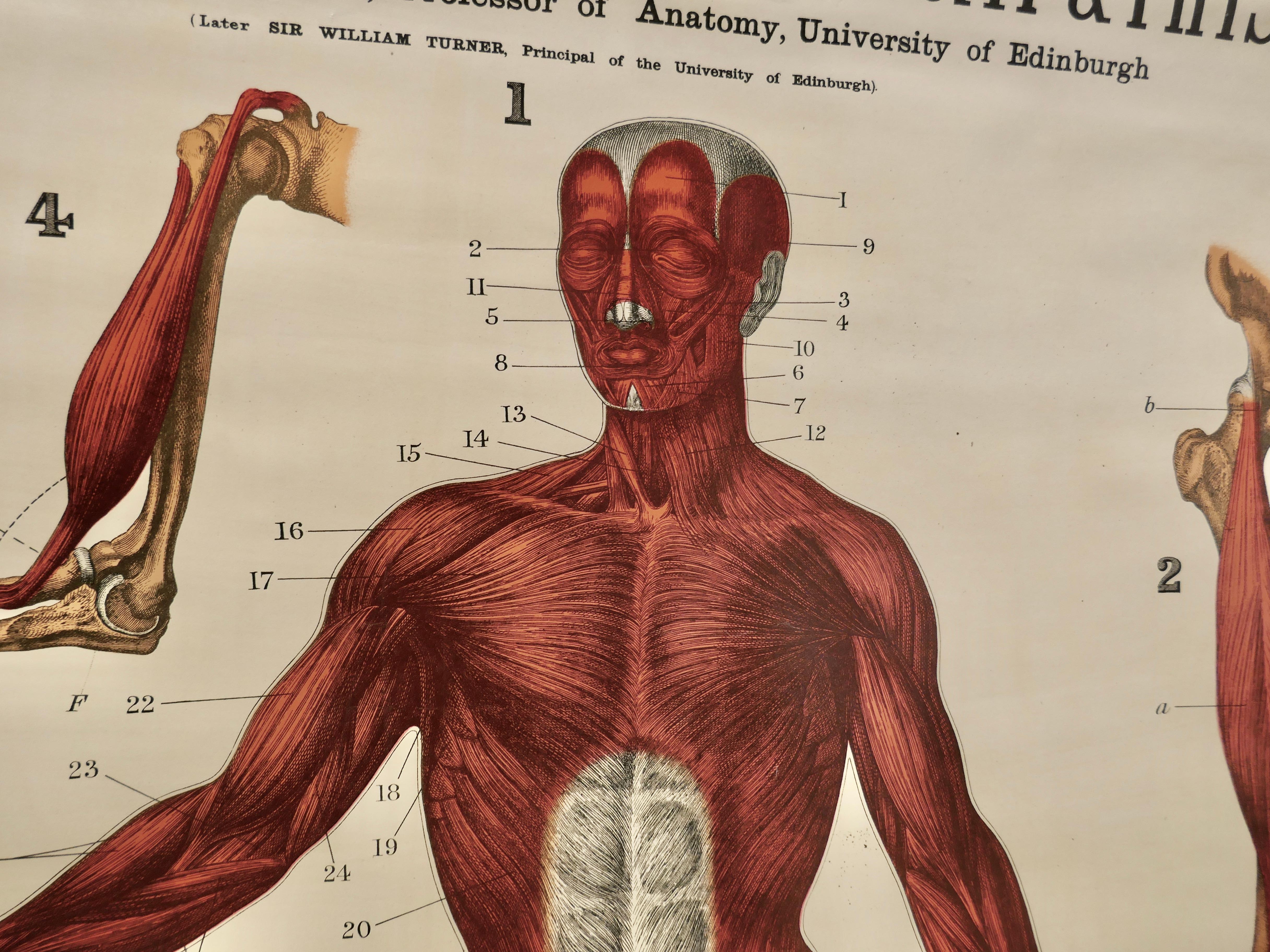 anatomy chart muscles