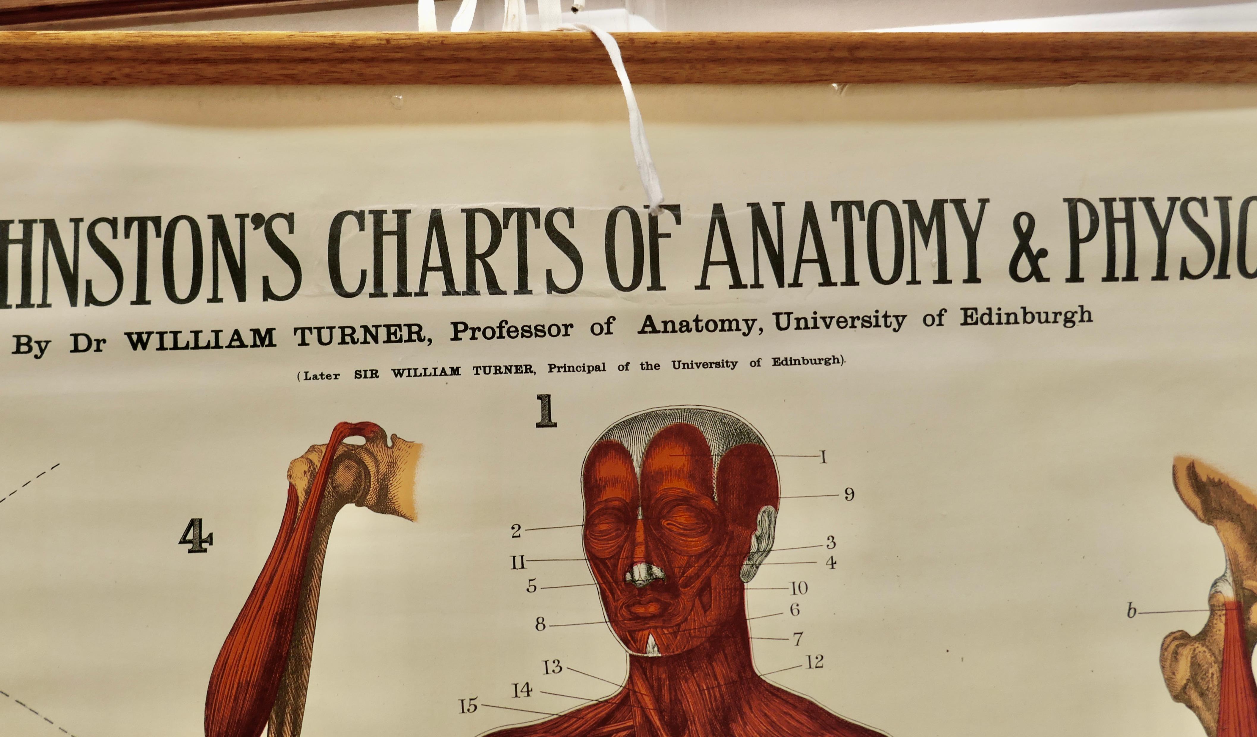 Large University Anatomical Chart “Muscles” by Turner In Good Condition For Sale In Chillerton, Isle of Wight