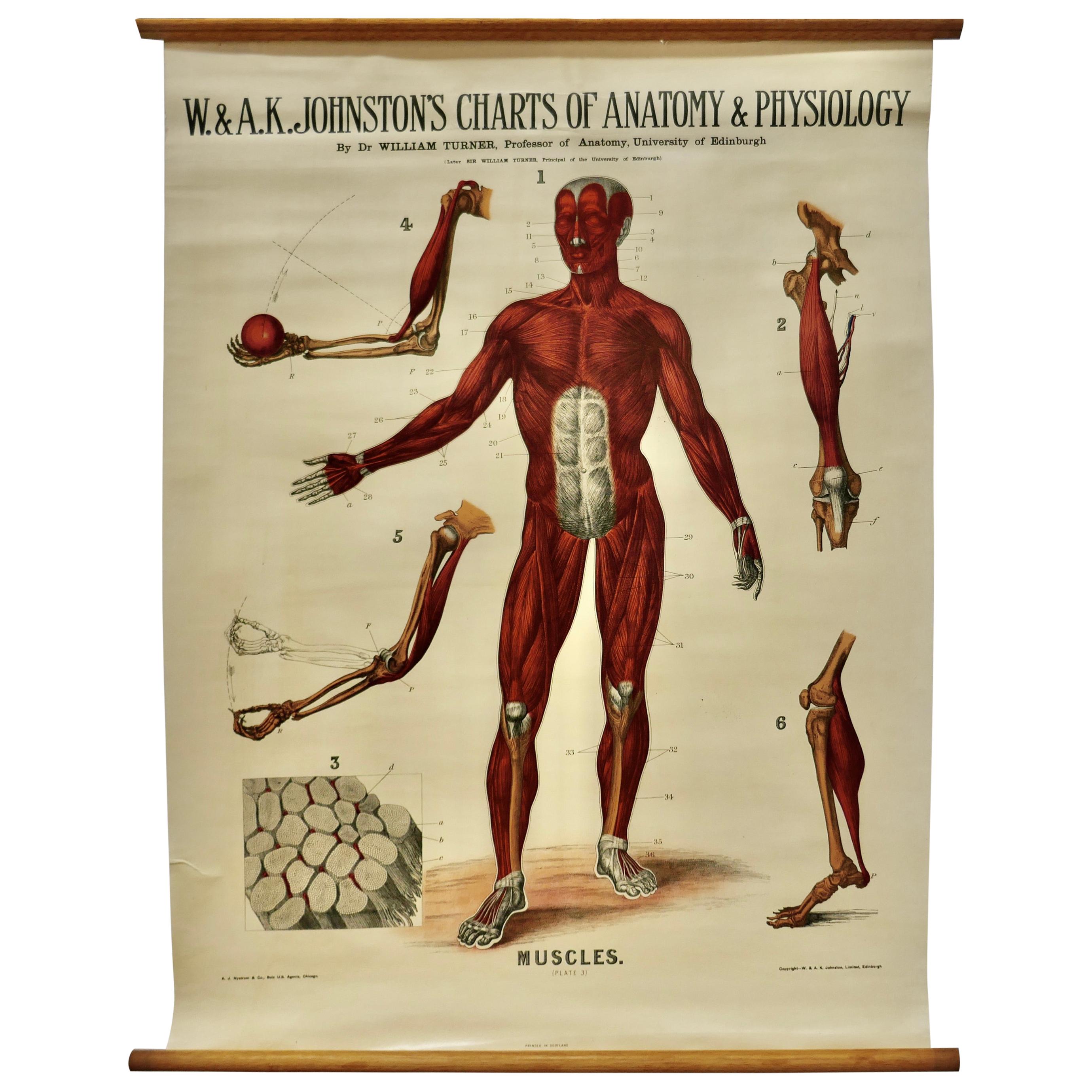Large University Anatomical Chart “Muscles” by Turner For Sale