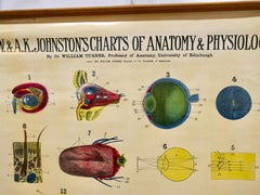 Large University Anatomical Chart “Organs of Sense & Voice” by Turner