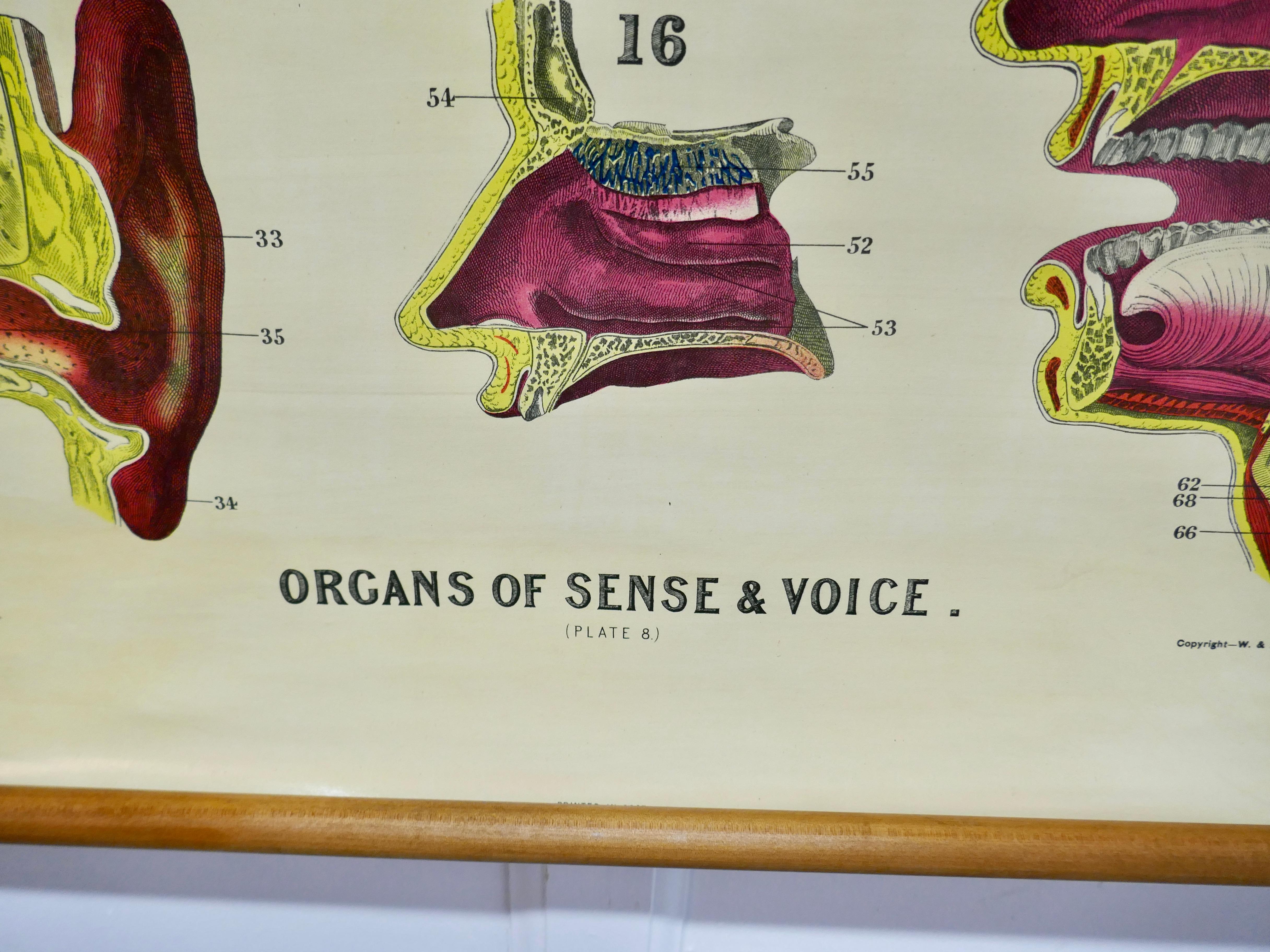 Große Anatomische Universitätstafel „ Organs of Sense & Voice“ von Turner (Beaux Arts) im Angebot