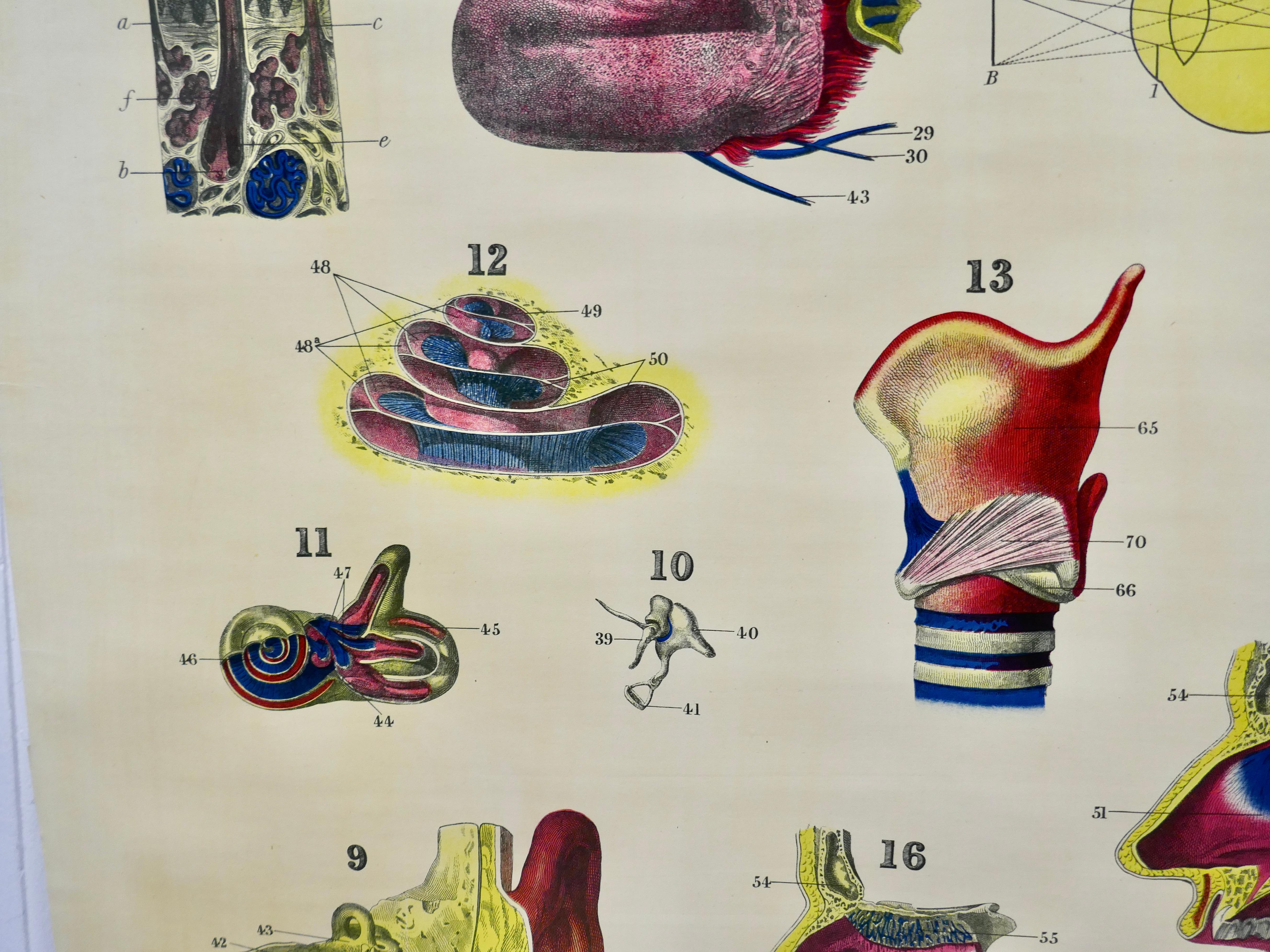 Beaux Arts Large University Anatomical Chart “Organs of Sense & Voice” by Turner For Sale